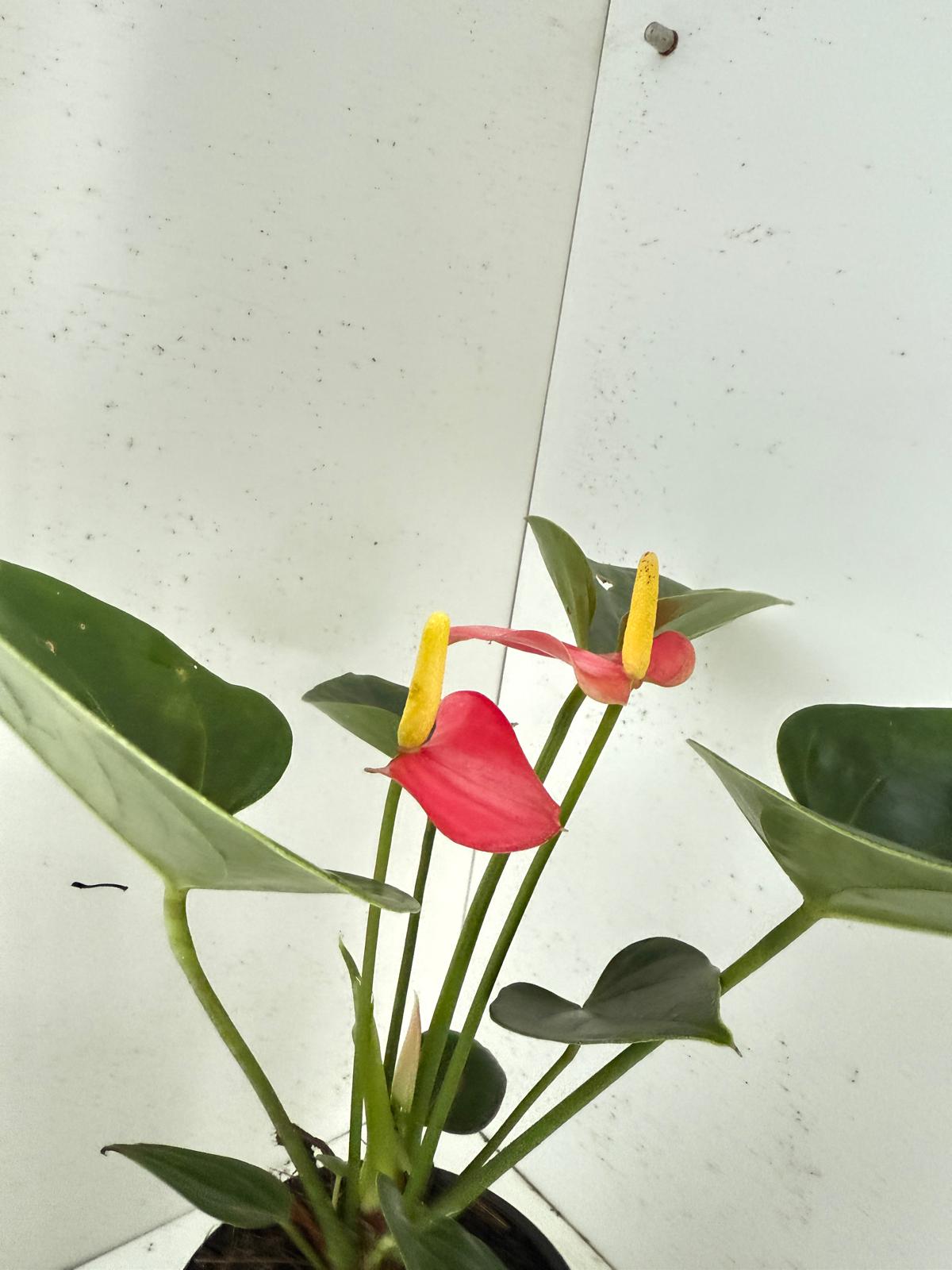 Anthurium Amanthi - 100mm pot size