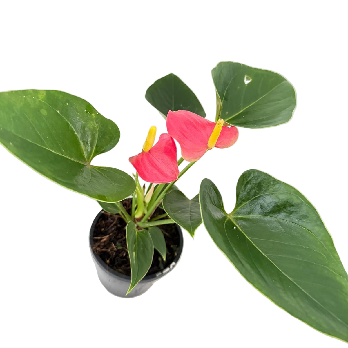 Anthurium Amanthi - 100mm pot size