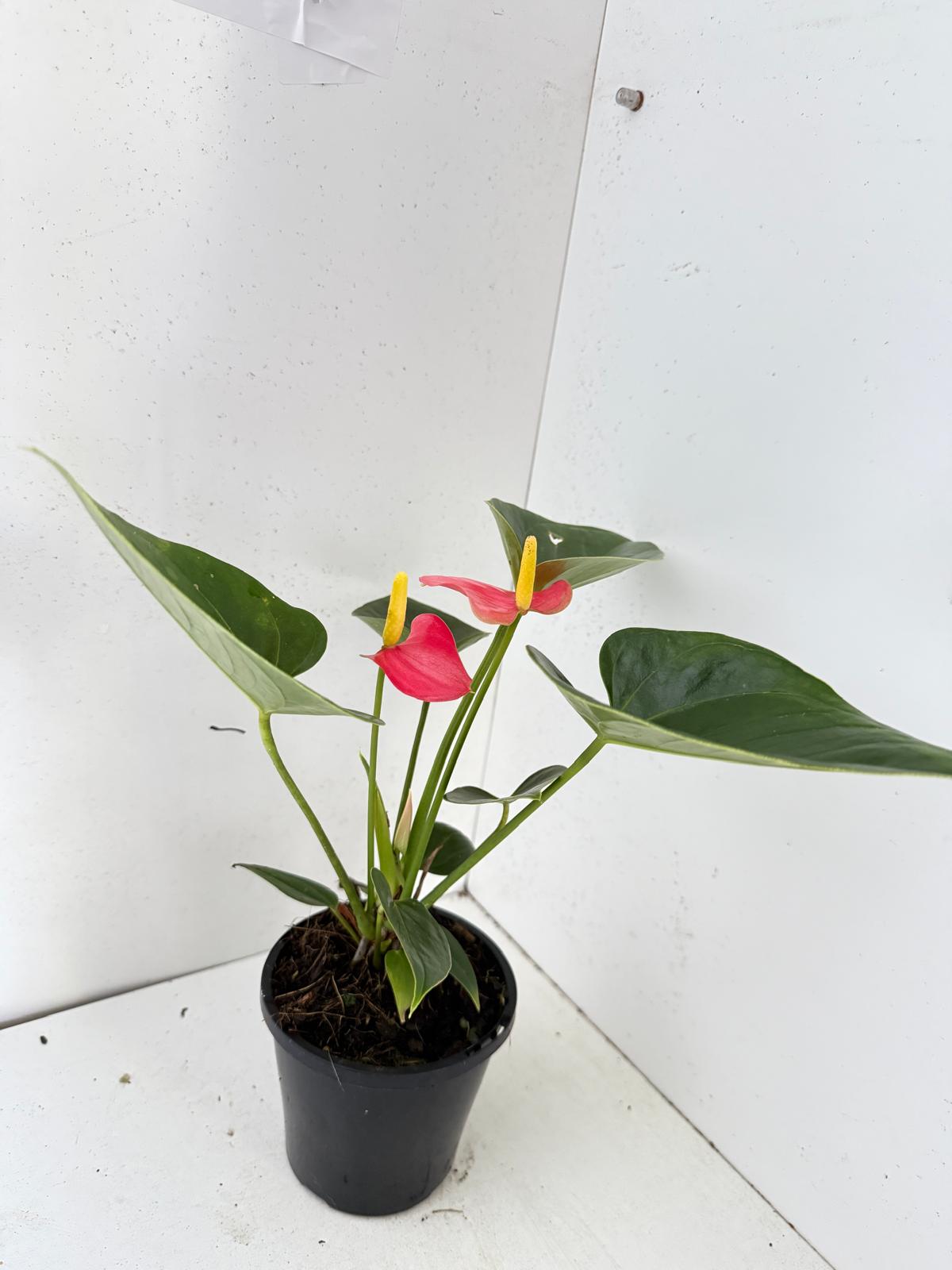 Anthurium Amanthi - 100mm pot size