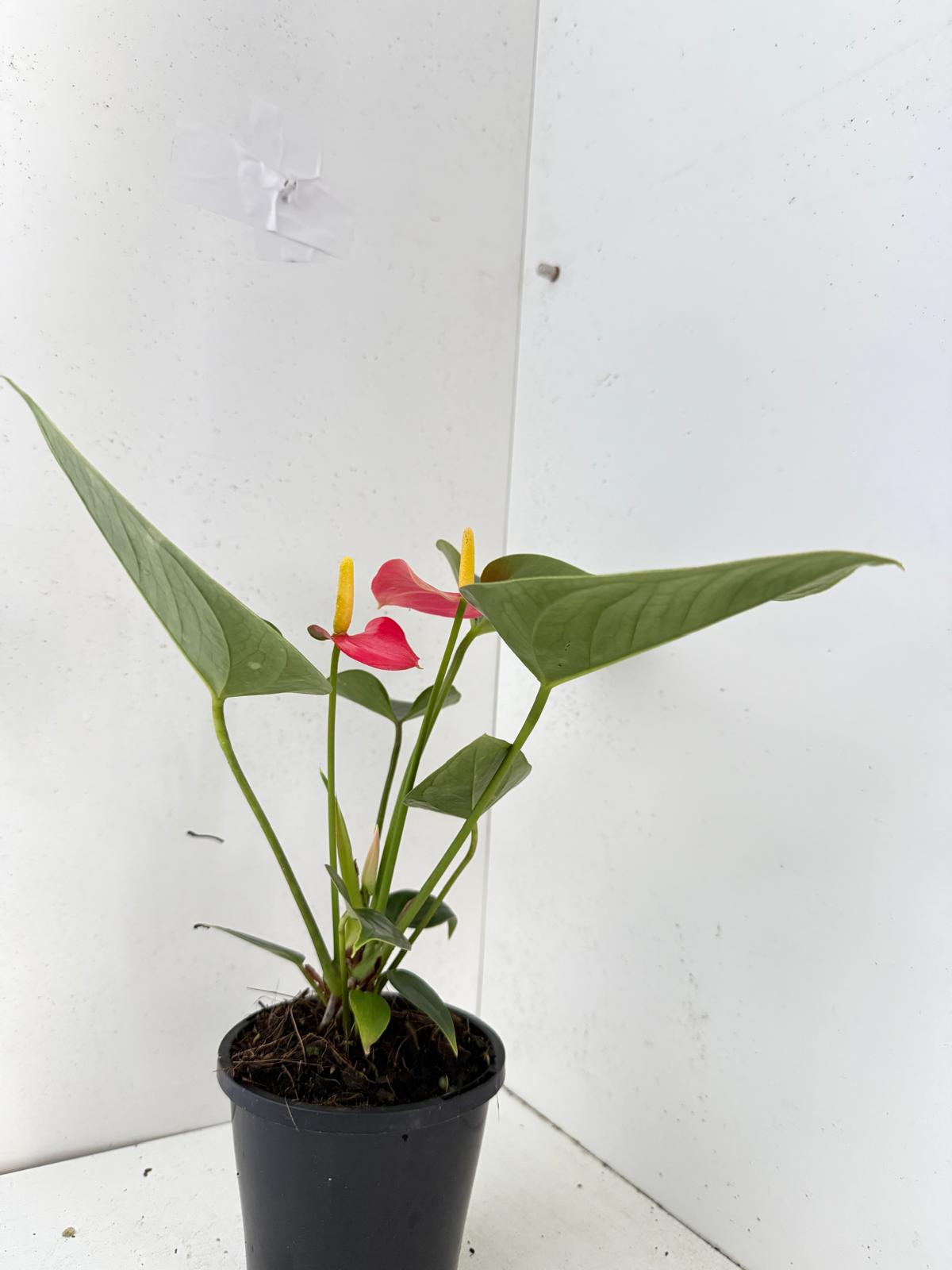 Anthurium Amanthi - 100mm pot size