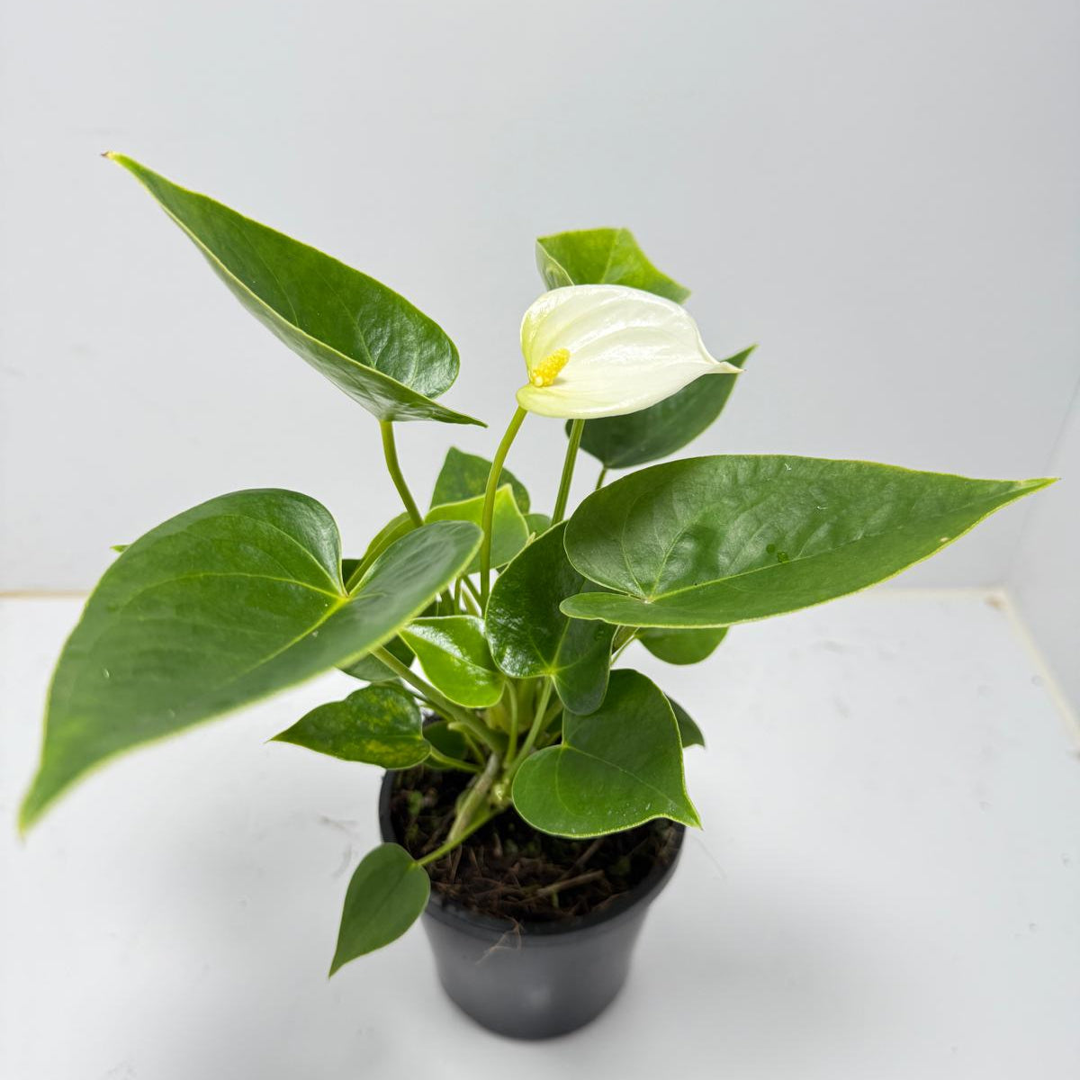 Anthurium ‘Chill’ 100mm pot size plant- with pot