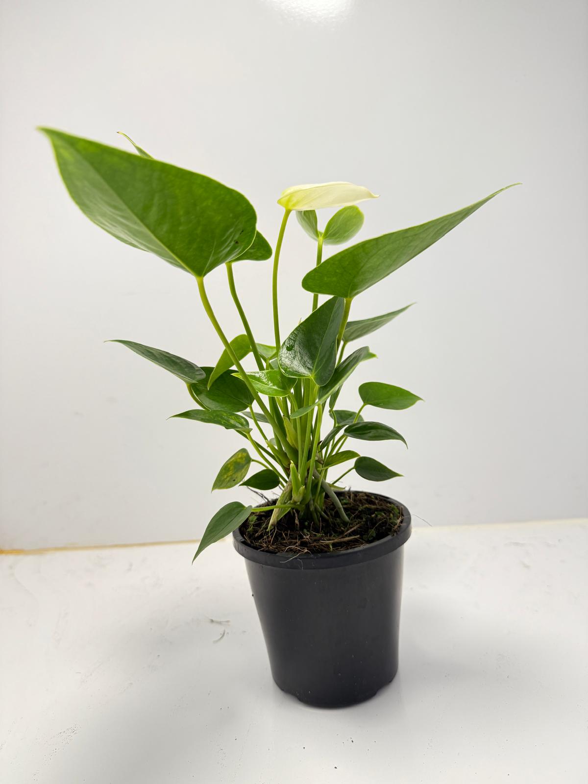 Anthurium ‘Chill’ 100mm pot size plant- with pot