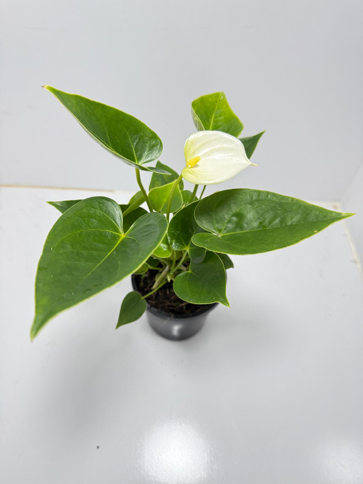 Anthurium ‘Chill’ 100mm pot size plant- with pot