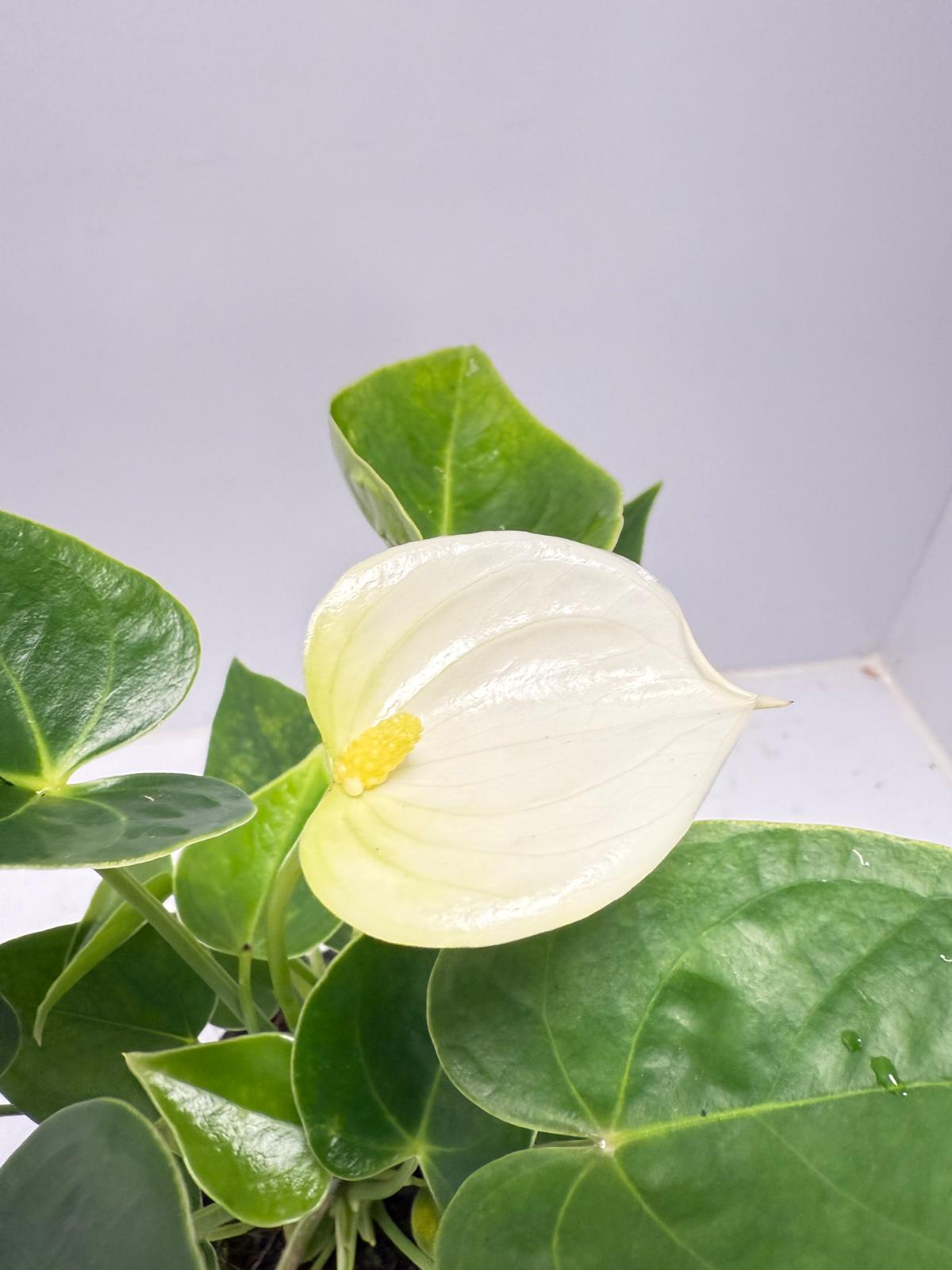 Anthurium ‘Chill’ 100mm pot size plant- with pot