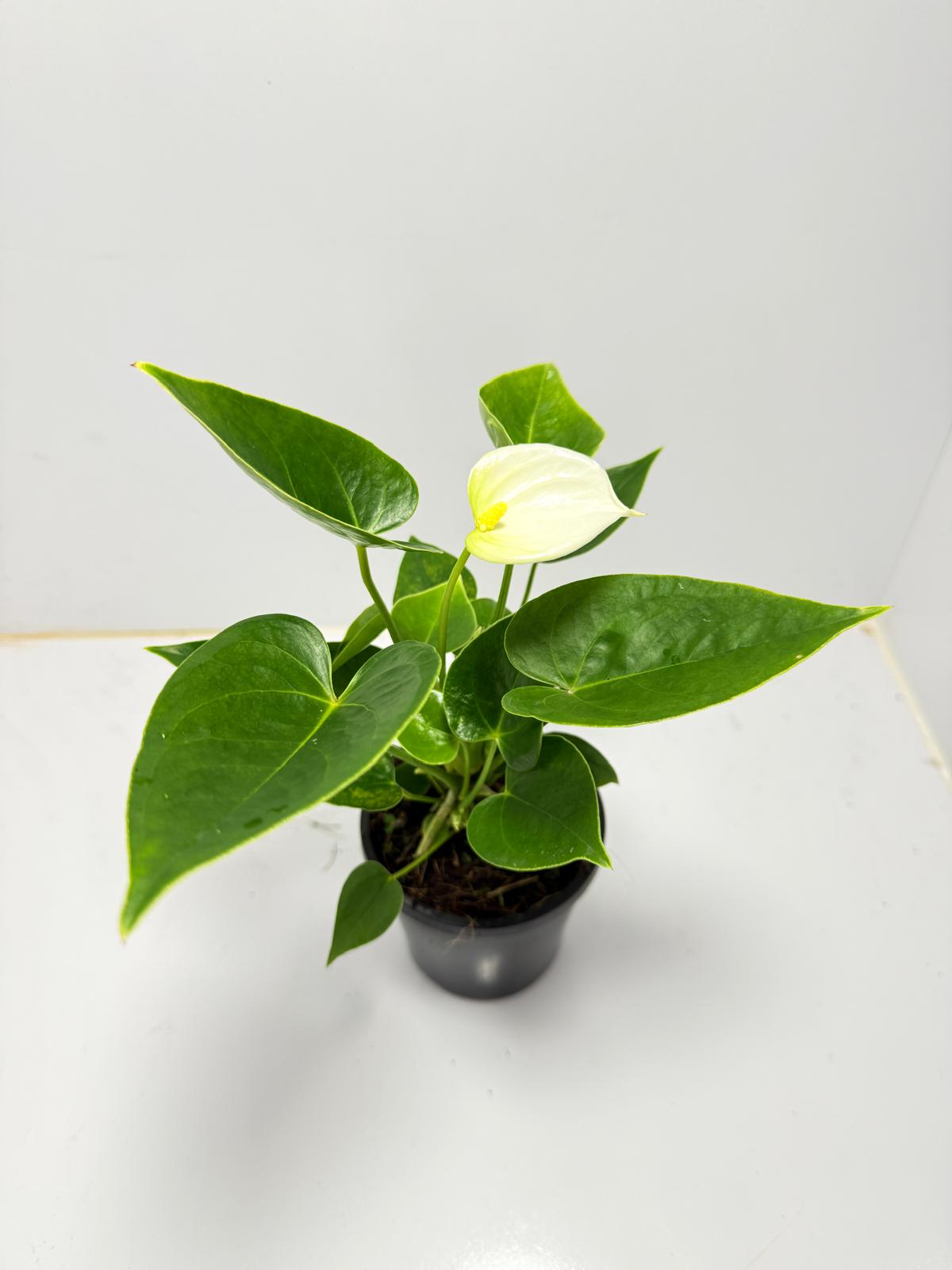 Anthurium ‘Chill’ 100mm pot size plant- with pot
