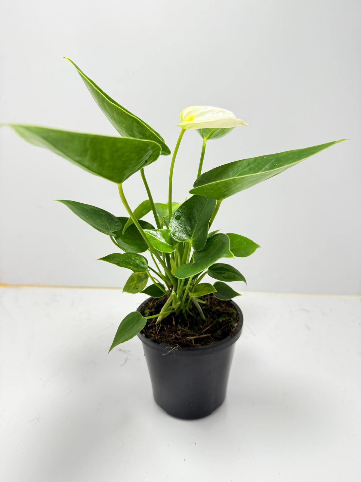 Anthurium ‘Chill’ 100mm pot size plant- with pot
