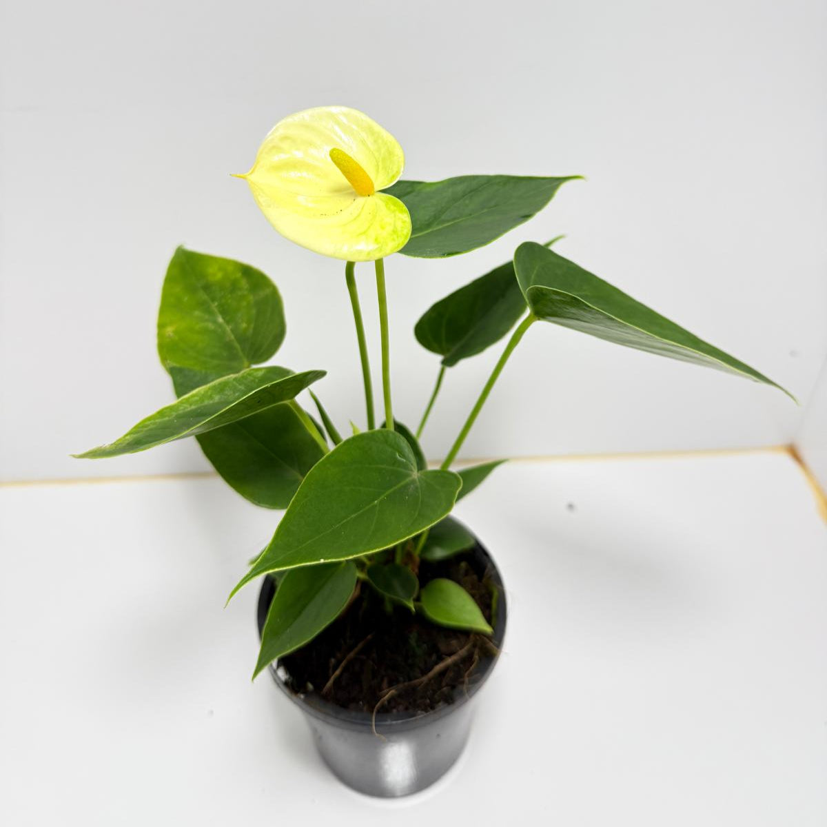 Anthurium Andraenum Vanila 100mm with pot
