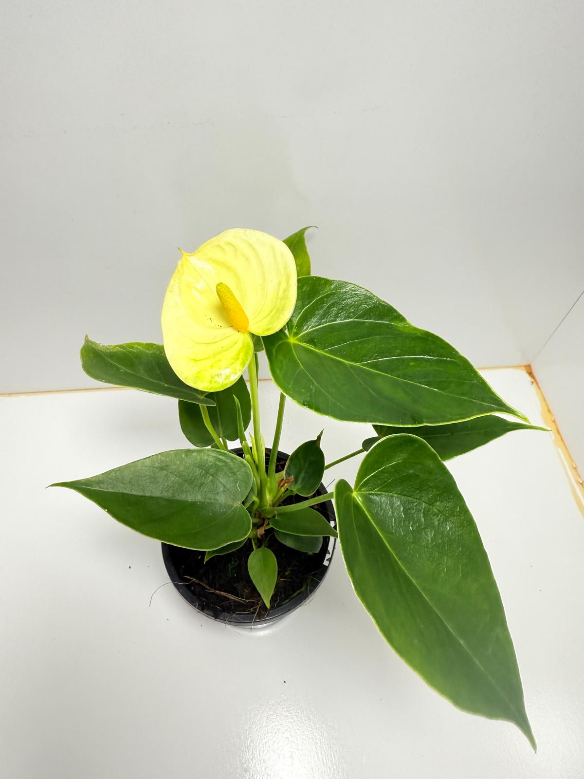 Anthurium Andraenum Vanila 100mm with pot