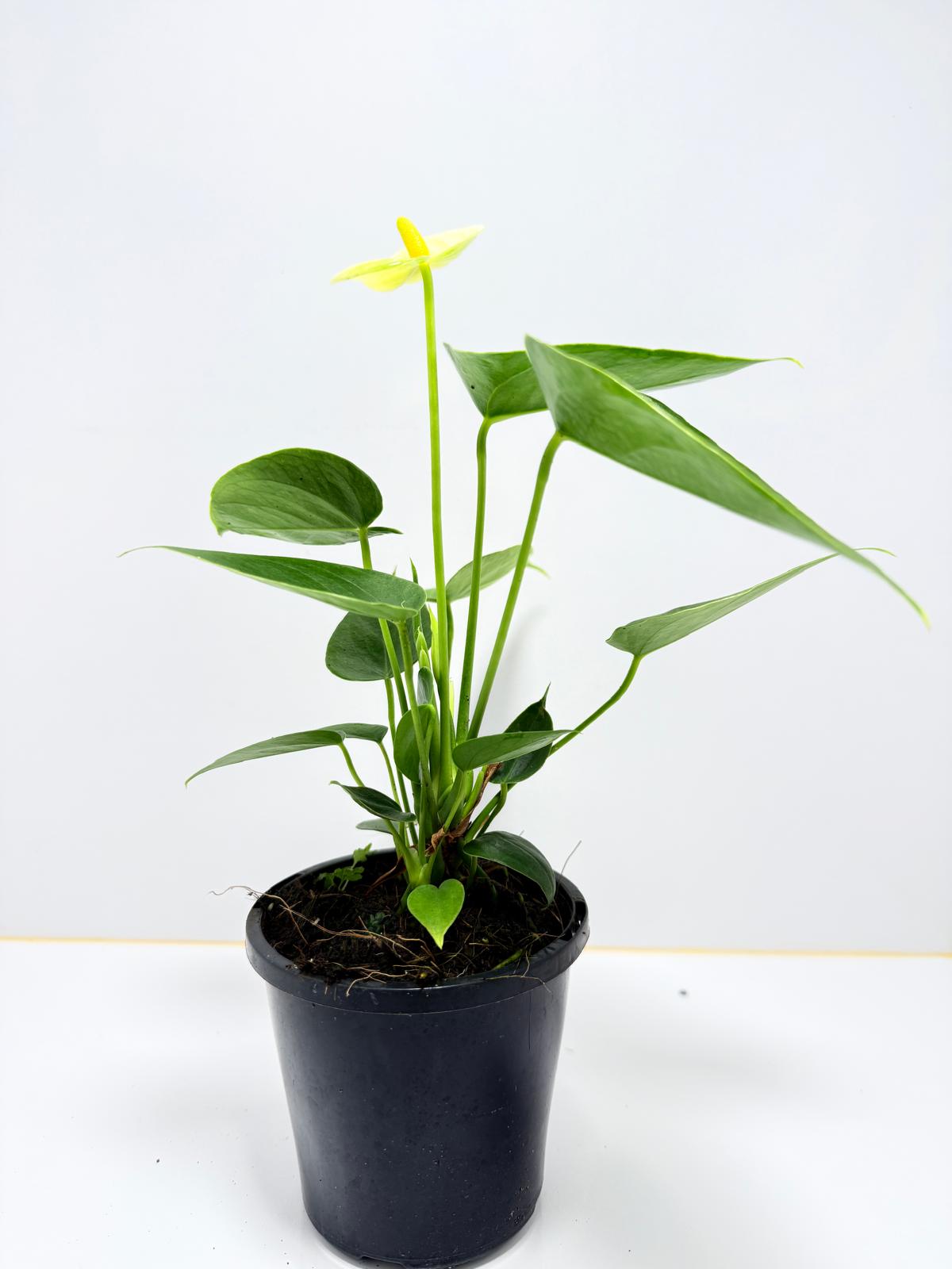 Anthurium Andraenum Vanila 100mm with pot