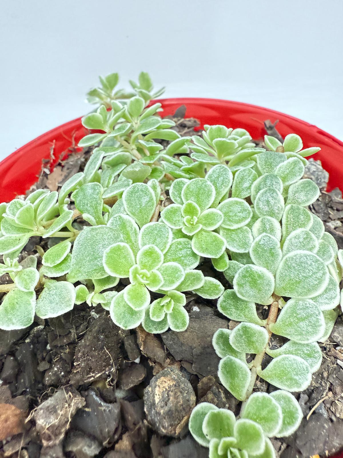 Sedum makinoi Ogan ‘Variegated’ – Rare Trailing Succulent | Variegated Groundcover Plant