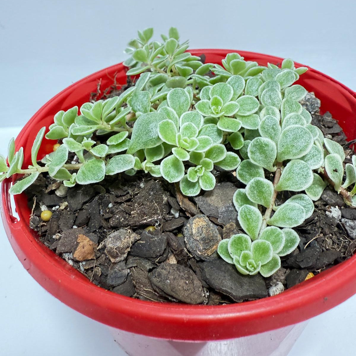 Sedum makinoi Ogan ‘Variegated’ – Rare Trailing Succulent | Variegated Groundcover Plant