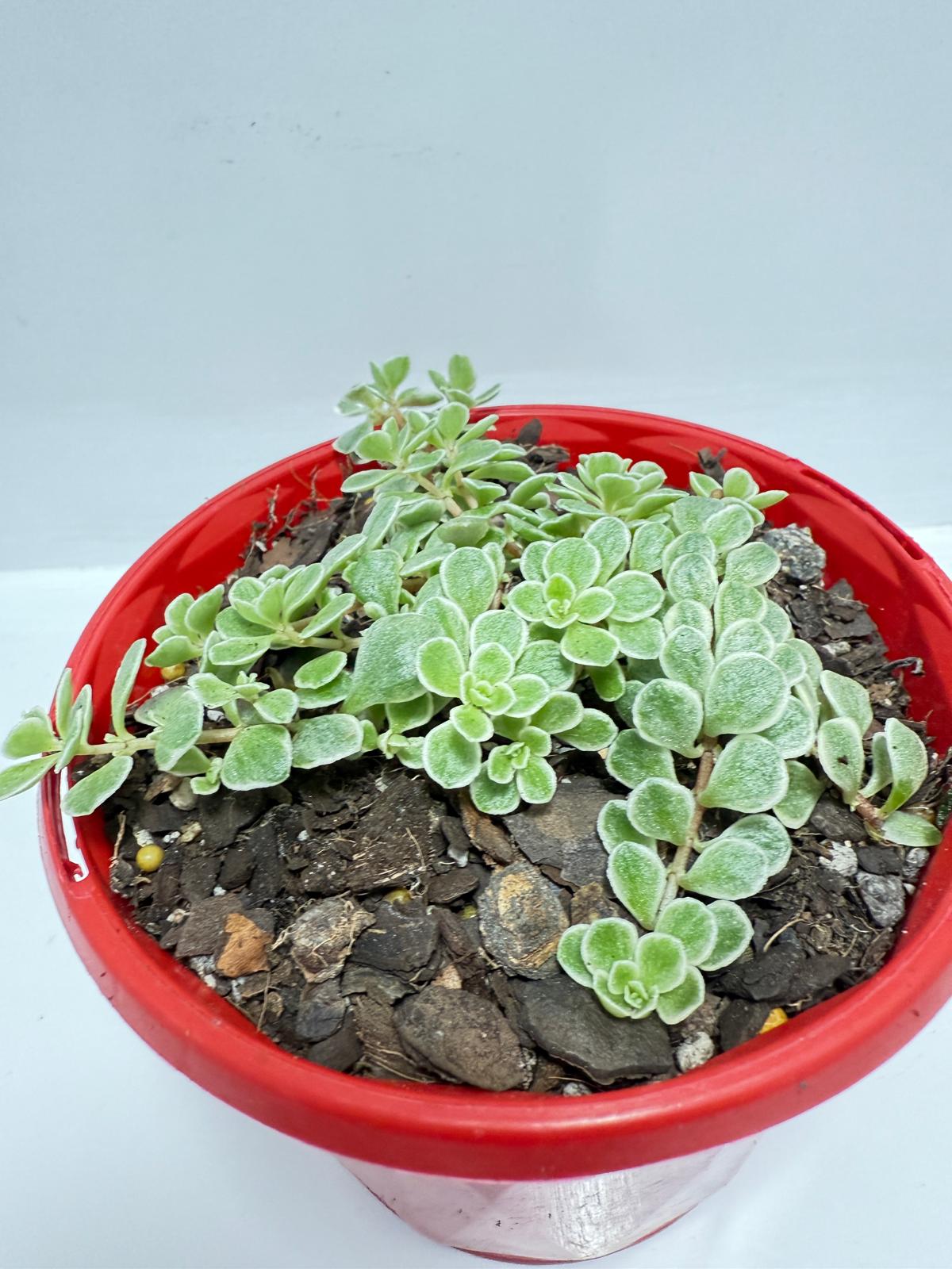 Sedum makinoi Ogan ‘Variegated’ – Rare Trailing Succulent | Variegated Groundcover Plant