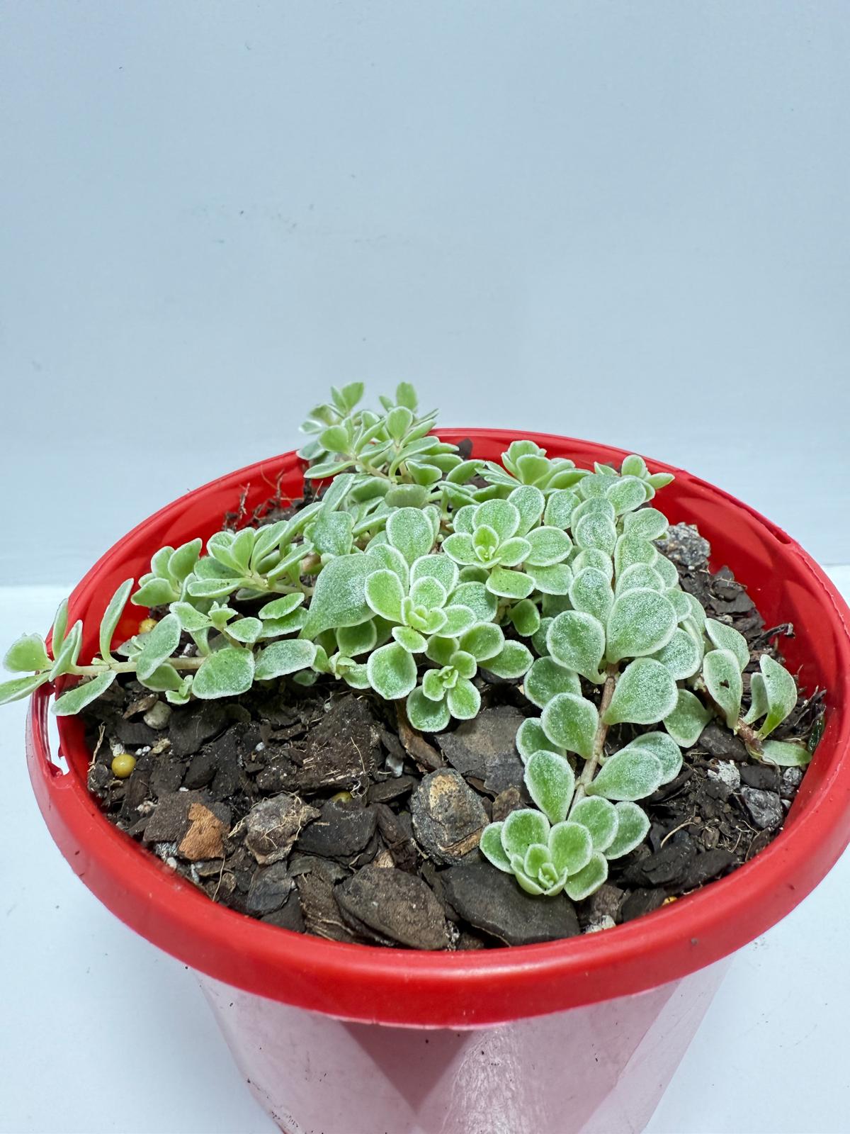 Sedum makinoi Ogan ‘Variegated’ – Rare Trailing Succulent | Variegated Groundcover Plant