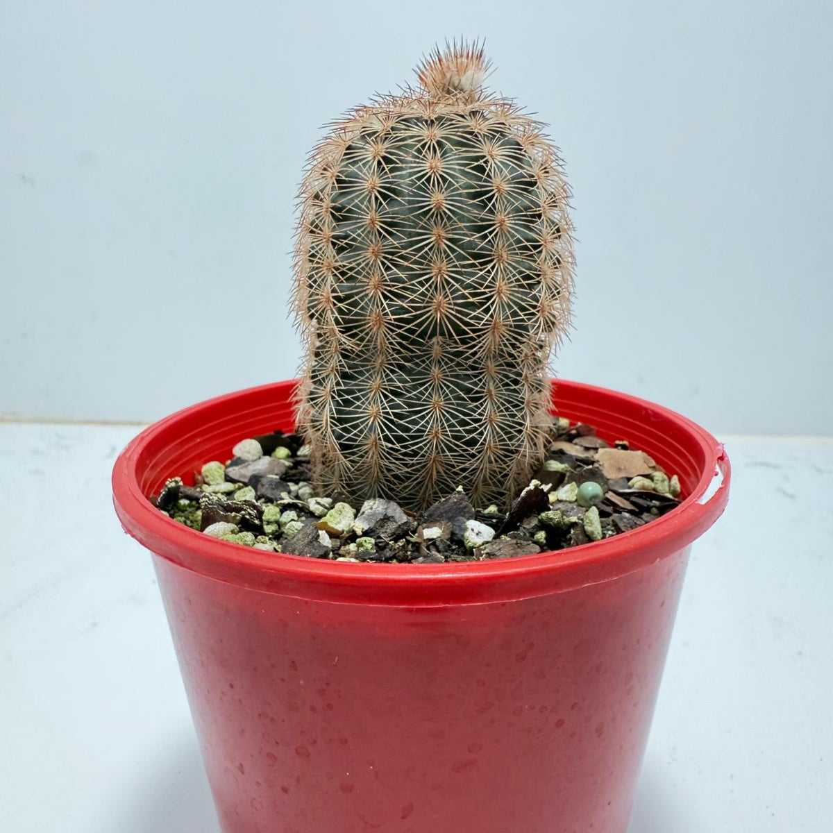 Echinocereus reichenbachii – The Hedgehog Cactus | Rare Collector’s Plant (100mm)