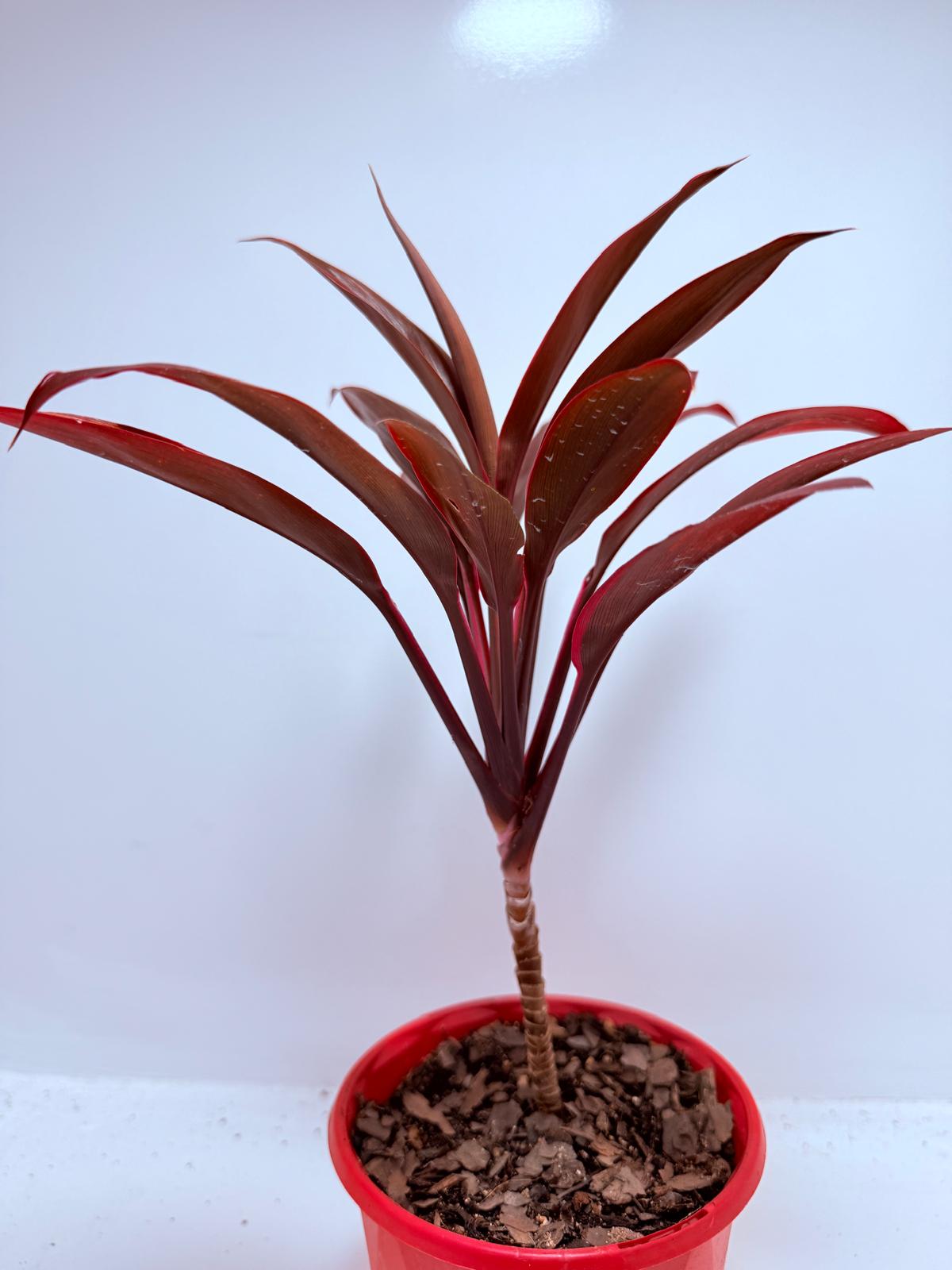Cordyline fruticosa ‘Tango’ – 130mm | Colourful Foliage Plant for Indoors & Gardens