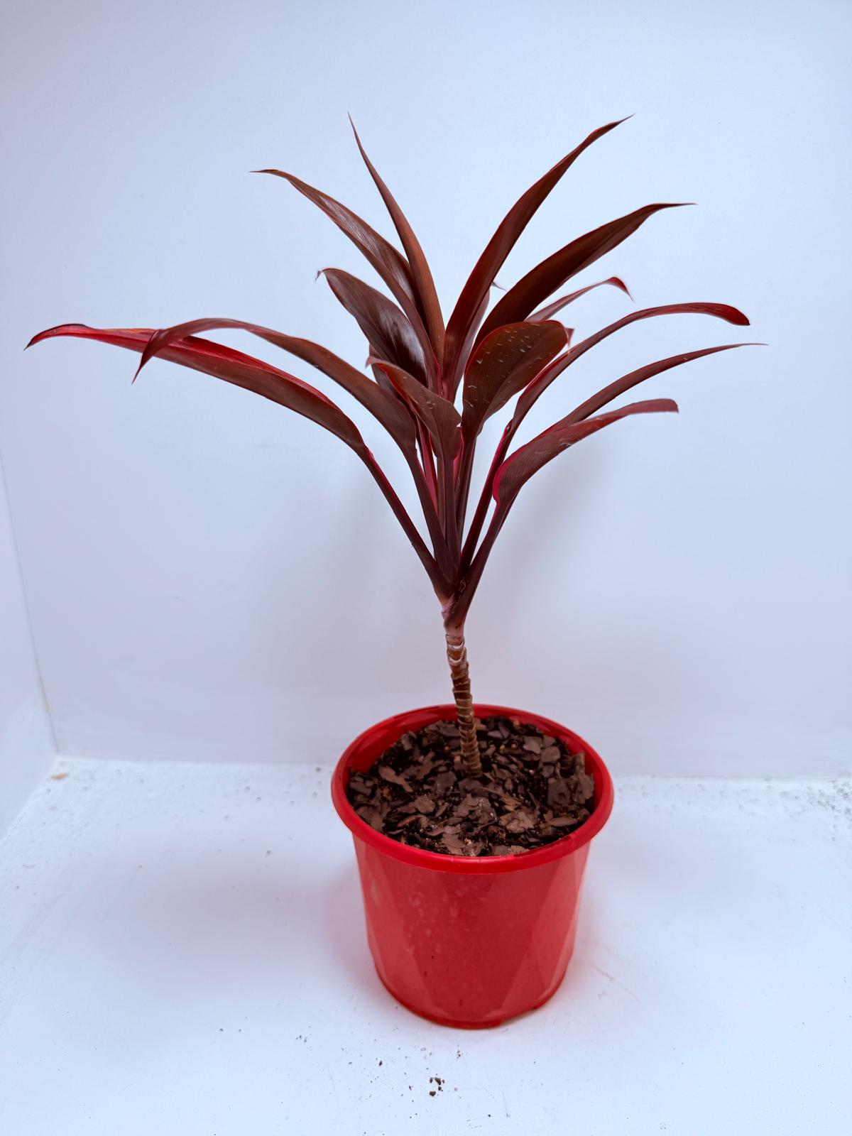 Cordyline fruticosa ‘Tango’ – 130mm | Colourful Foliage Plant for Indoors & Gardens