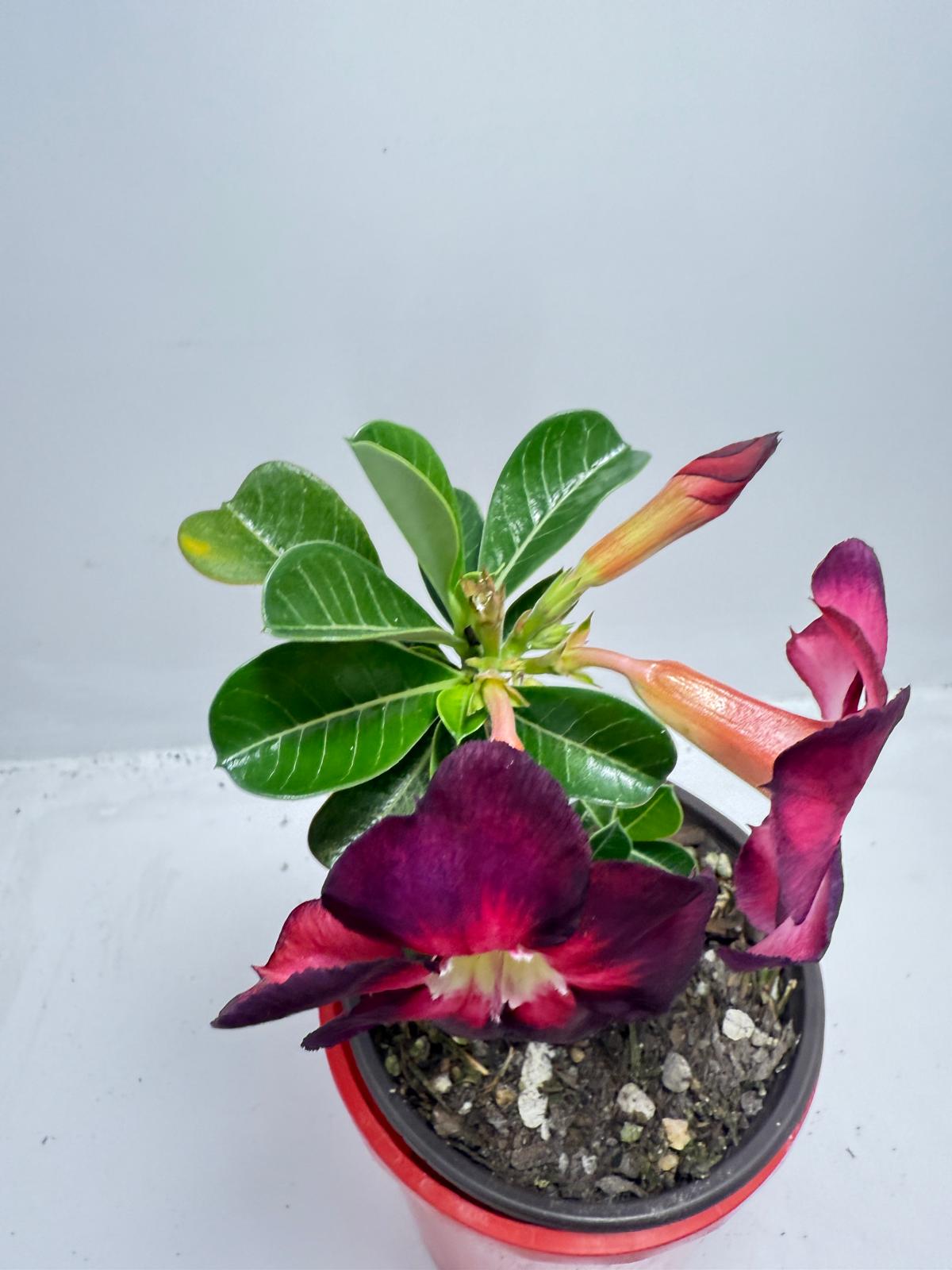 Desert Rose Adenium Obesum # 56