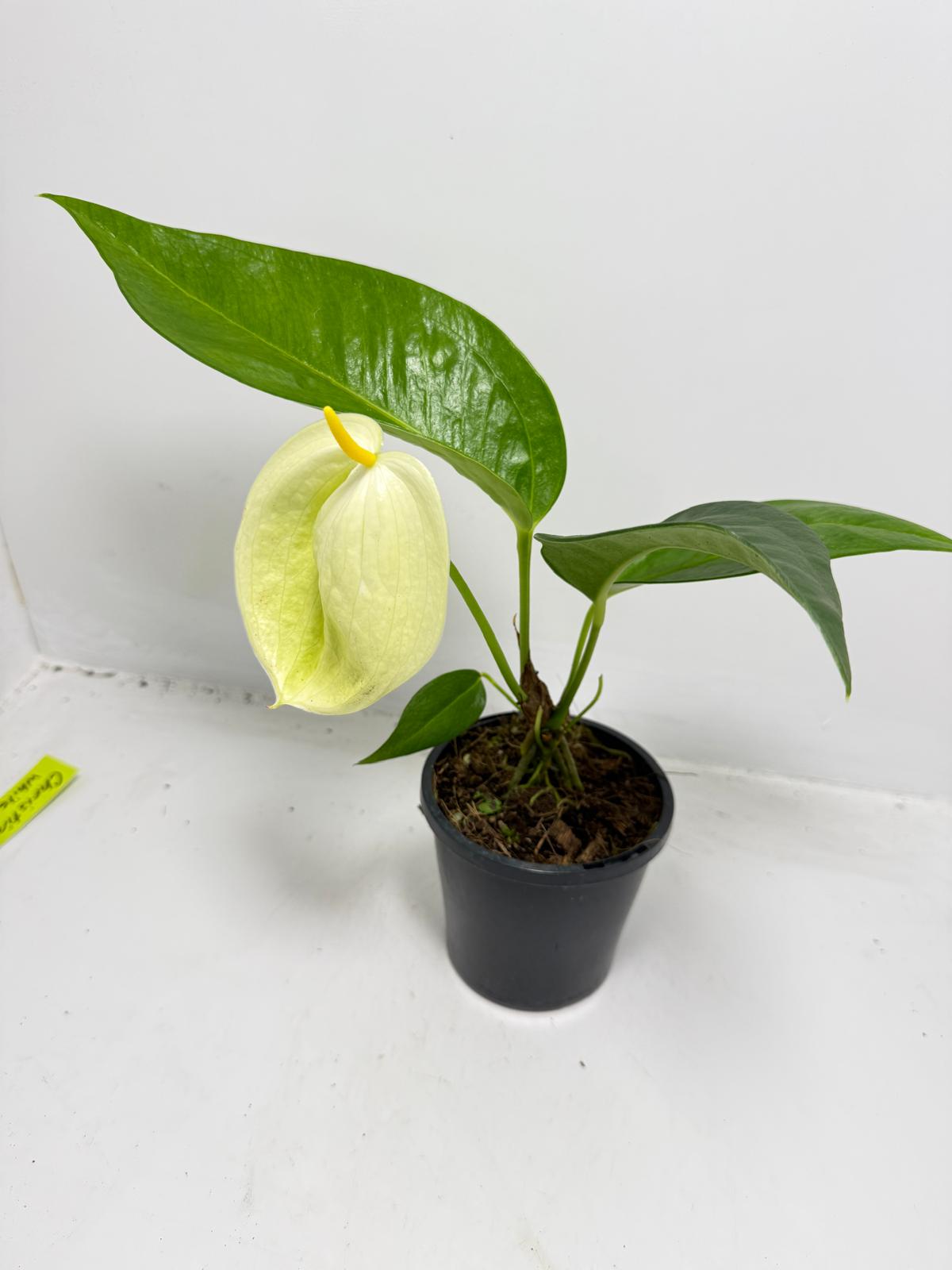 Anthurium Suzan Scherzerianum ‘Christine White’ – 100mm Pot
