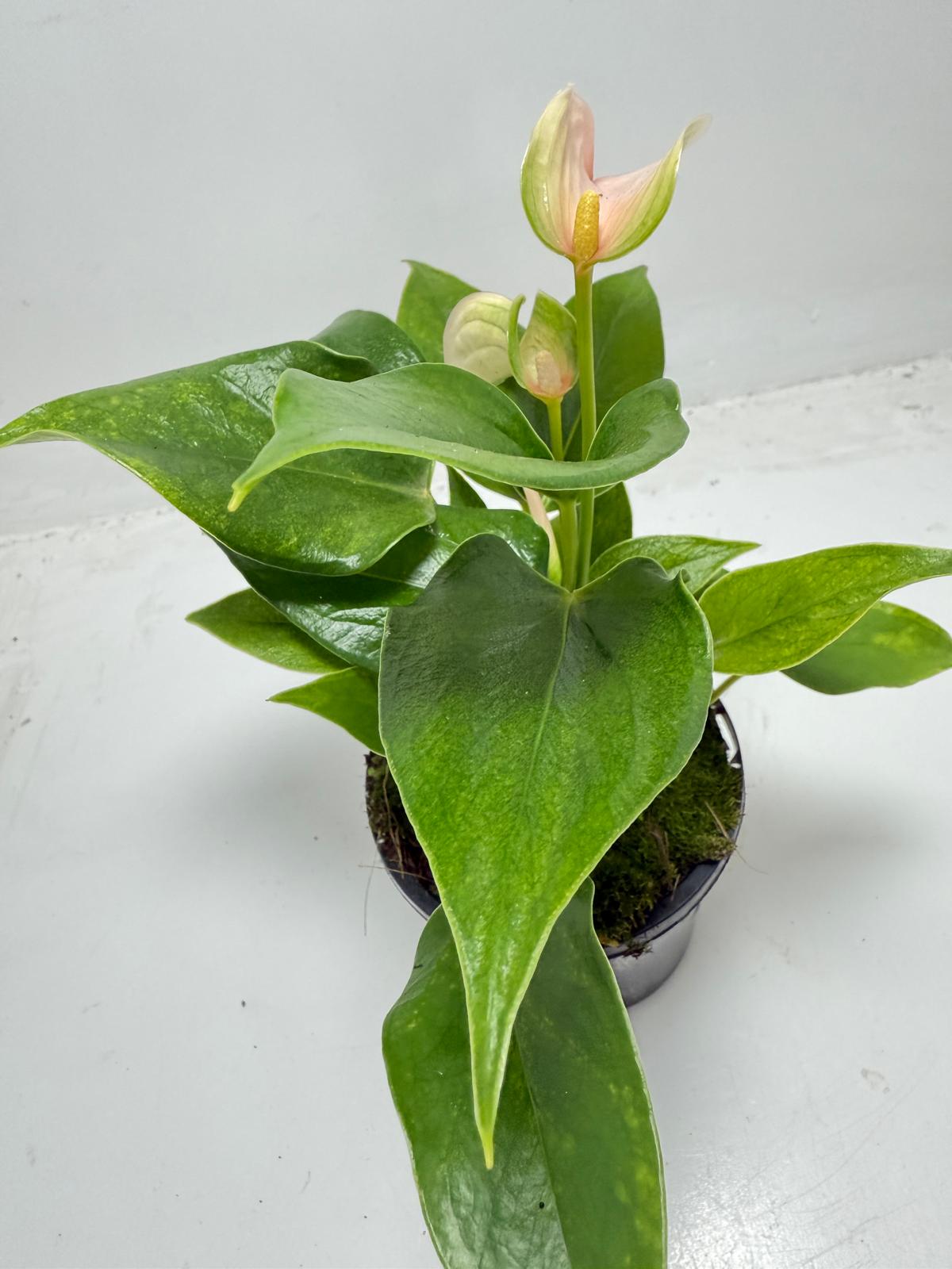 Anthurium Jolie Peach – Elegant Compact Peach Blooming Houseplant | 100mm