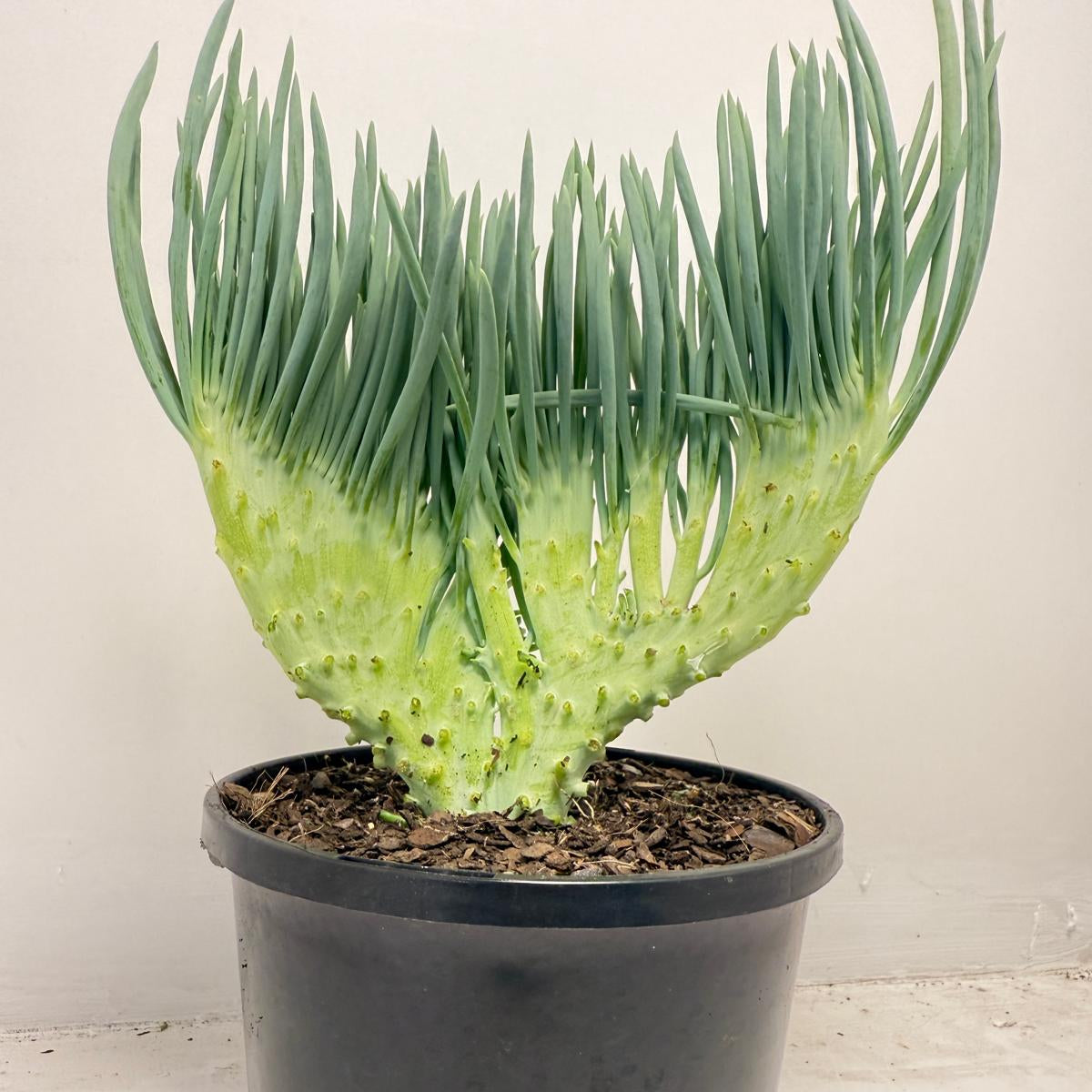 Senecio talinoides 'Mermaid's Tail' – Trailing Succulent