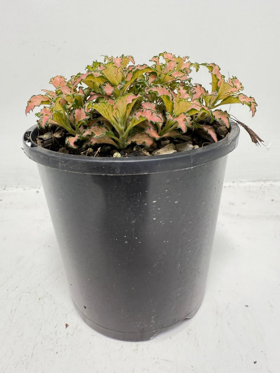 Fittonia Pink – Vibrant Nerve Plant for Indoor Gardens |100mm