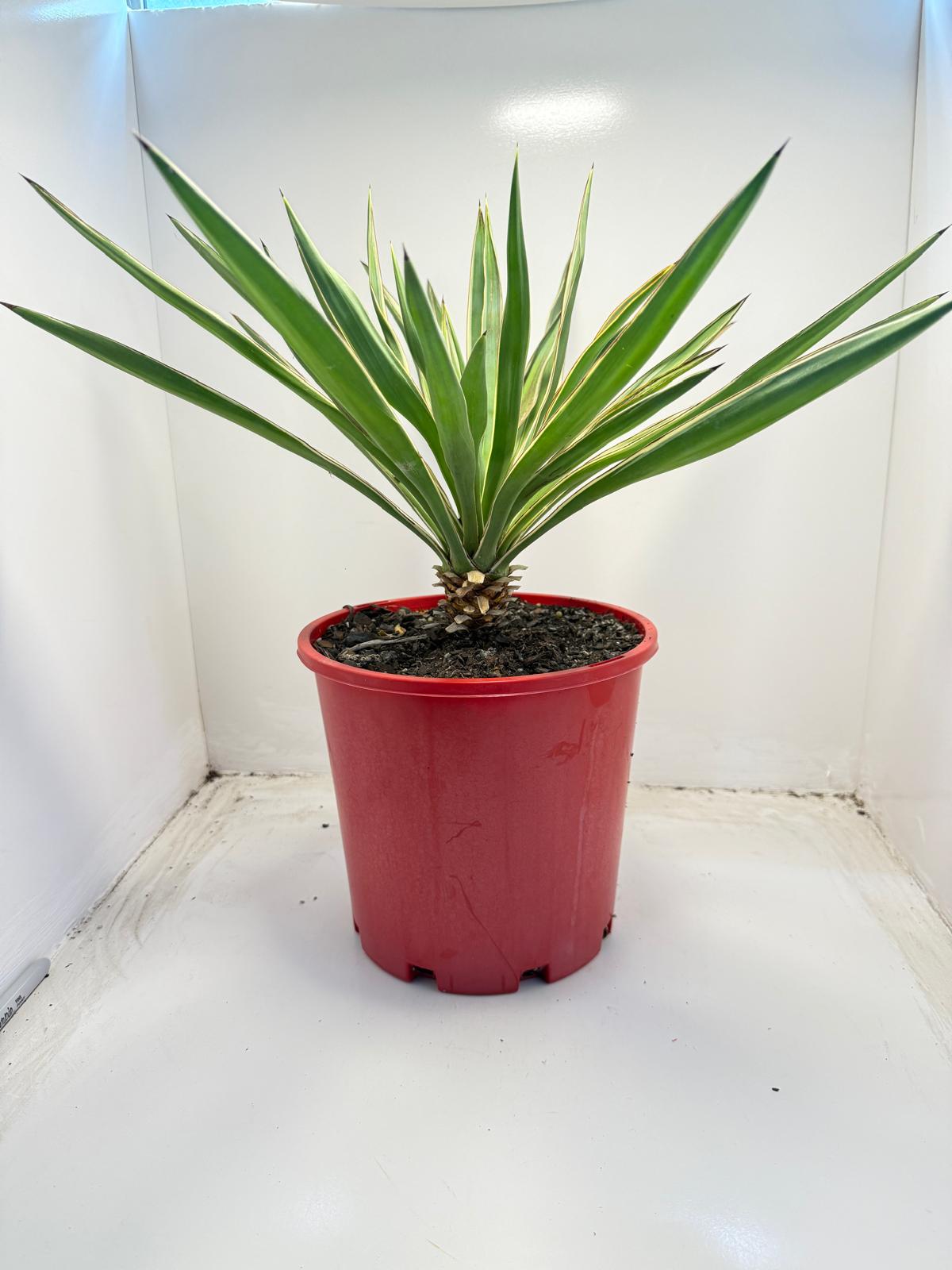 Yucca Carnival | 210mm