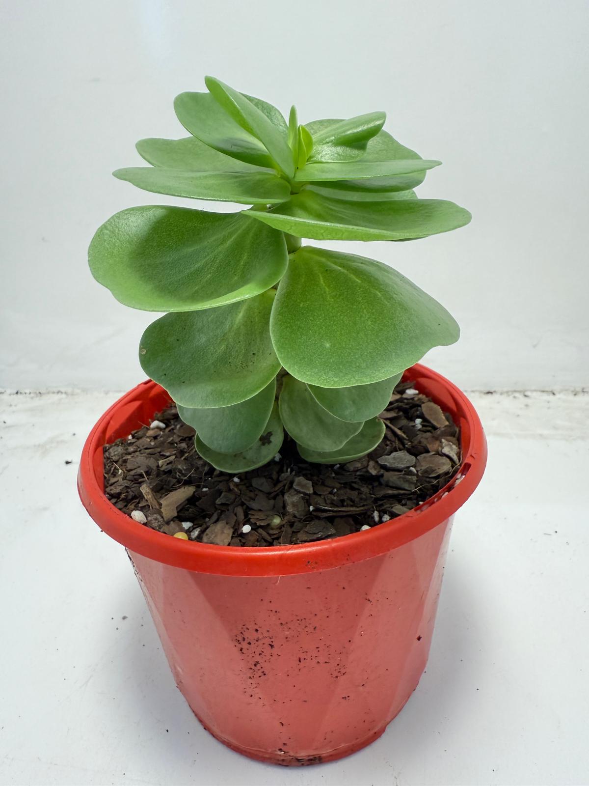 Portulaca molokiniensis 'Hawaiian Portulaca' 130mm
