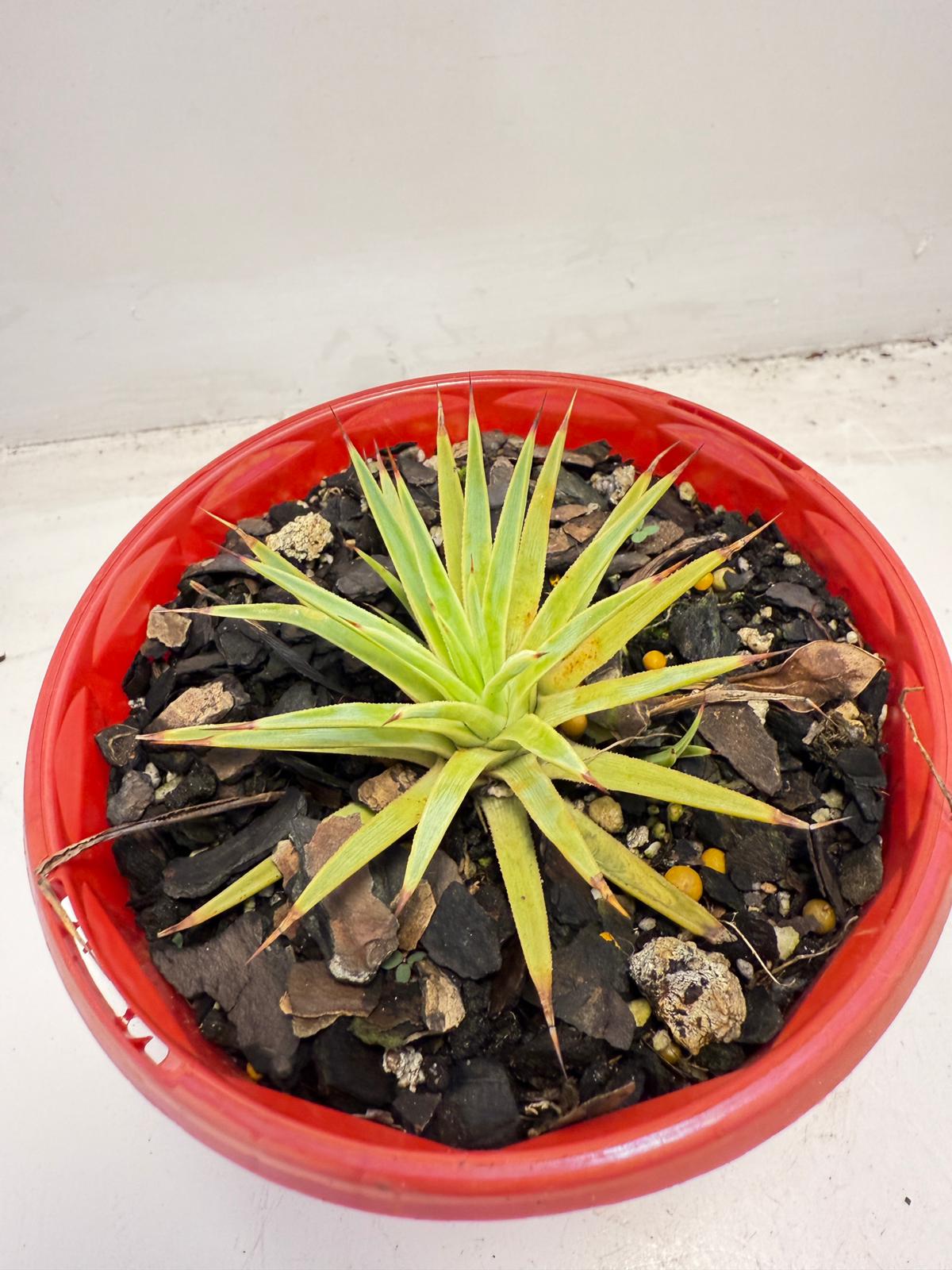 agave stricta nana winterhart Agave Stricta Nana – Succulents World