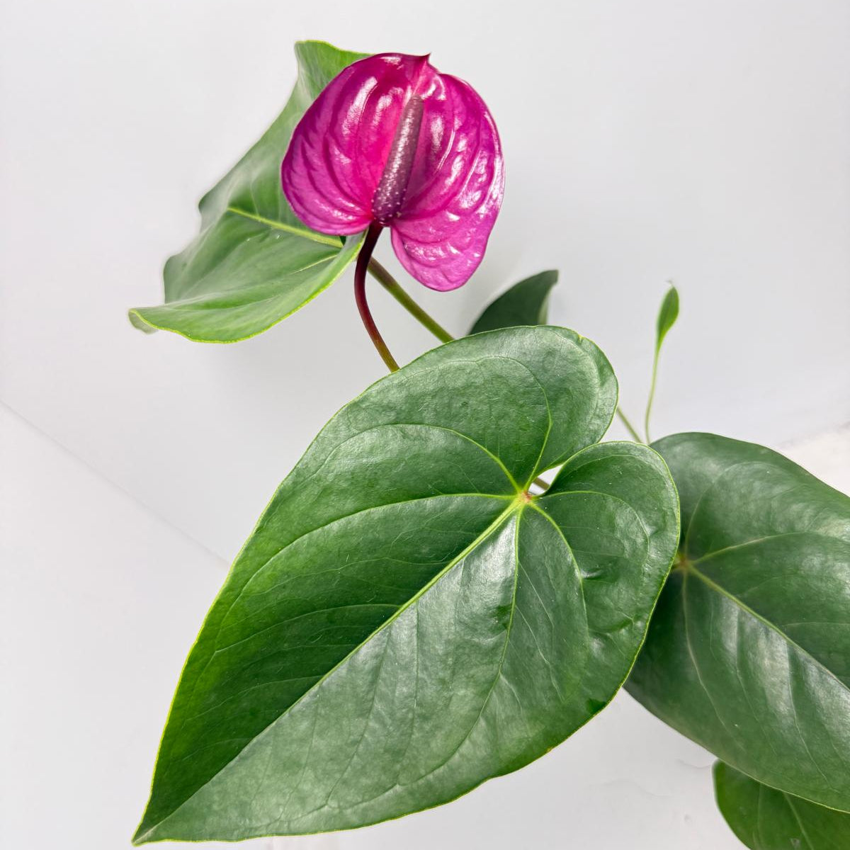 utah anthurium Anthurium 'Utah Purple' with 100mm pot – Succulents World