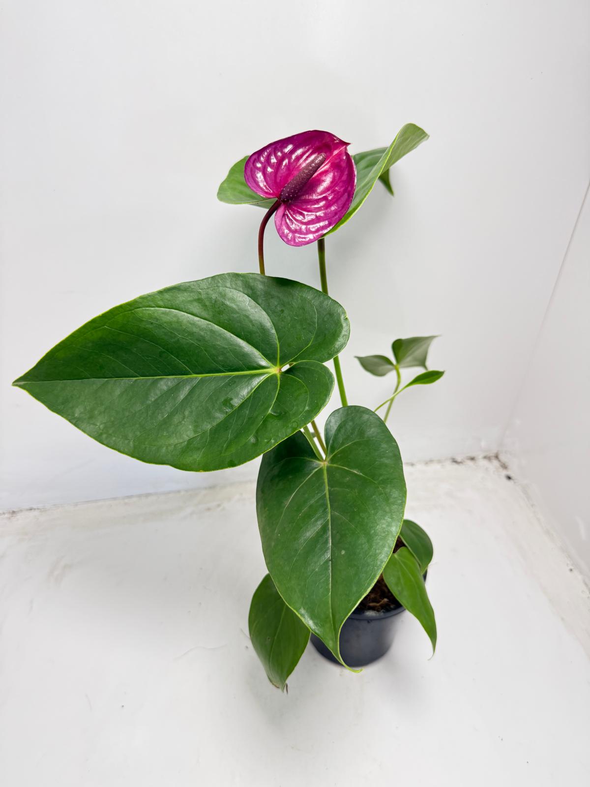 Anthurium ‘Utah Purple’ with 100mm pot