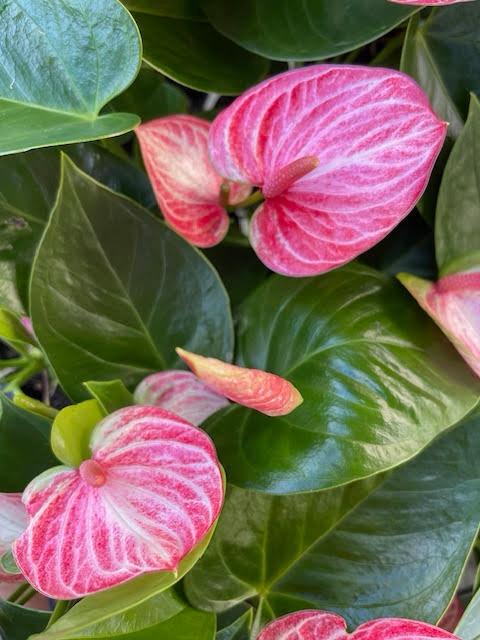 Anthurium Livium Ruby |100mm
