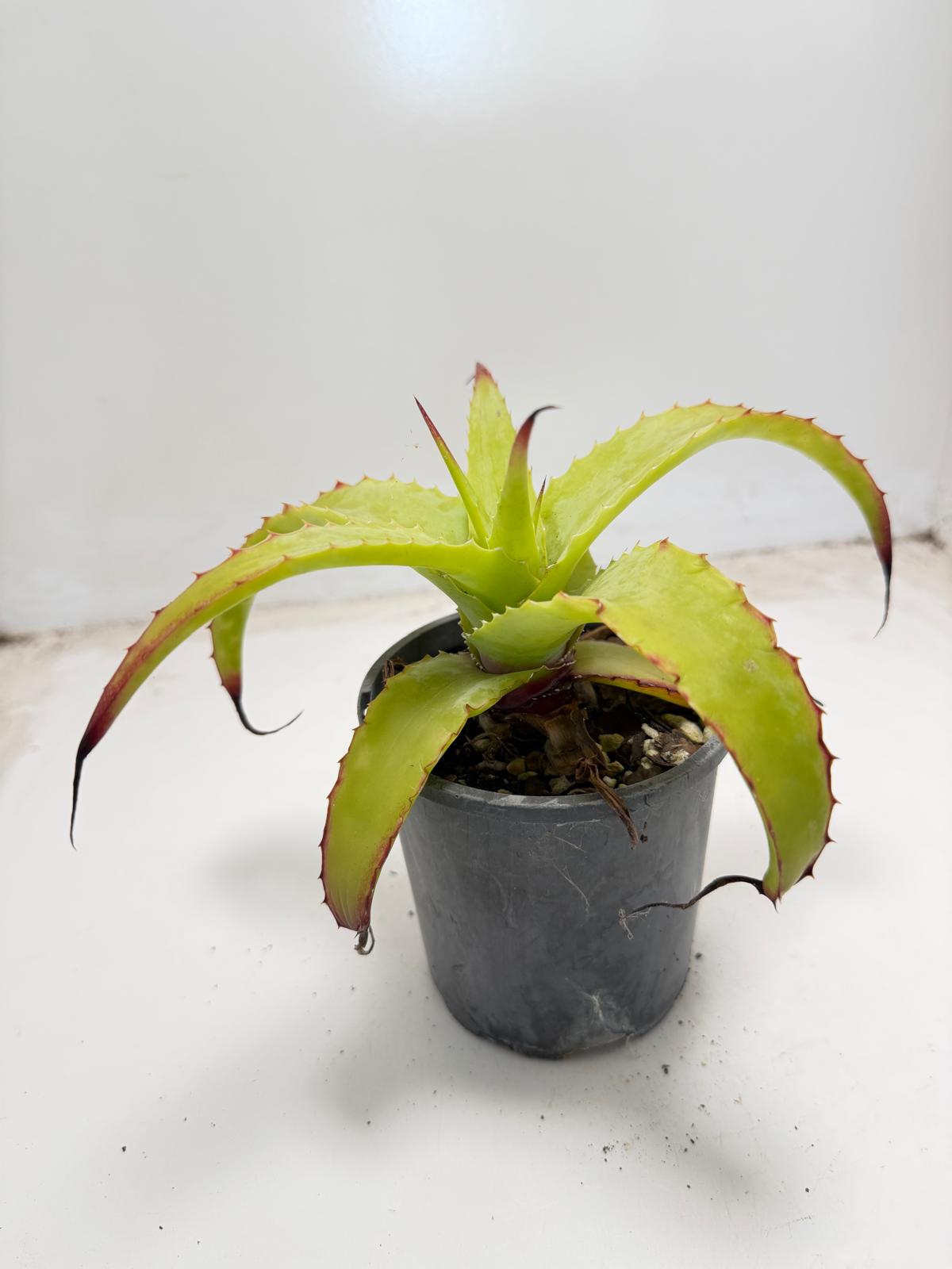 Hechtia glauca | 100mm
