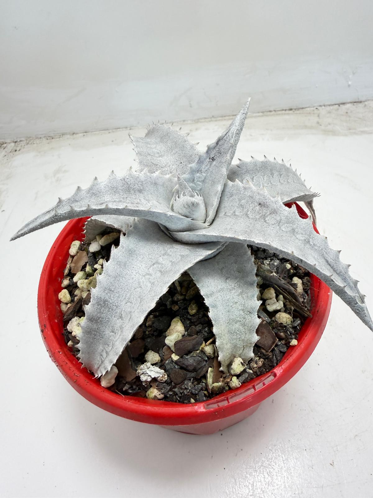 Encholirium pedicellatum |130mm