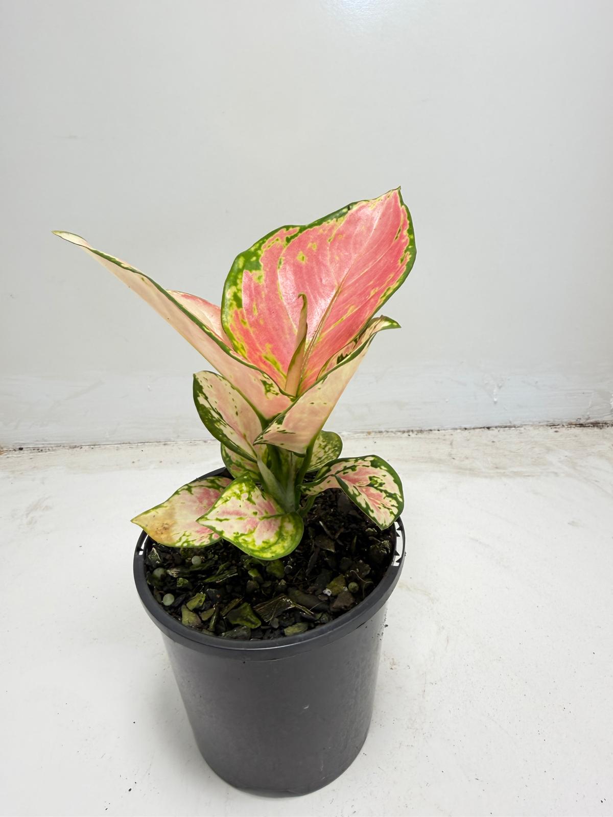 Aglaonema Crimson Valentine|100mm