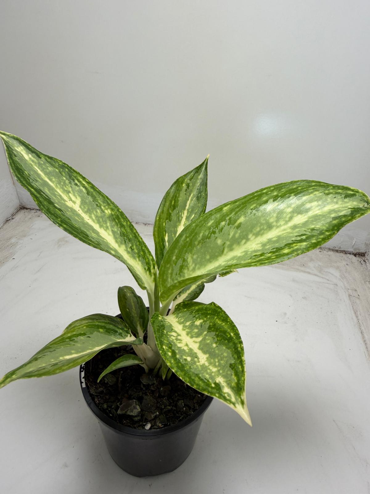 Agronomia white rain | 100mm