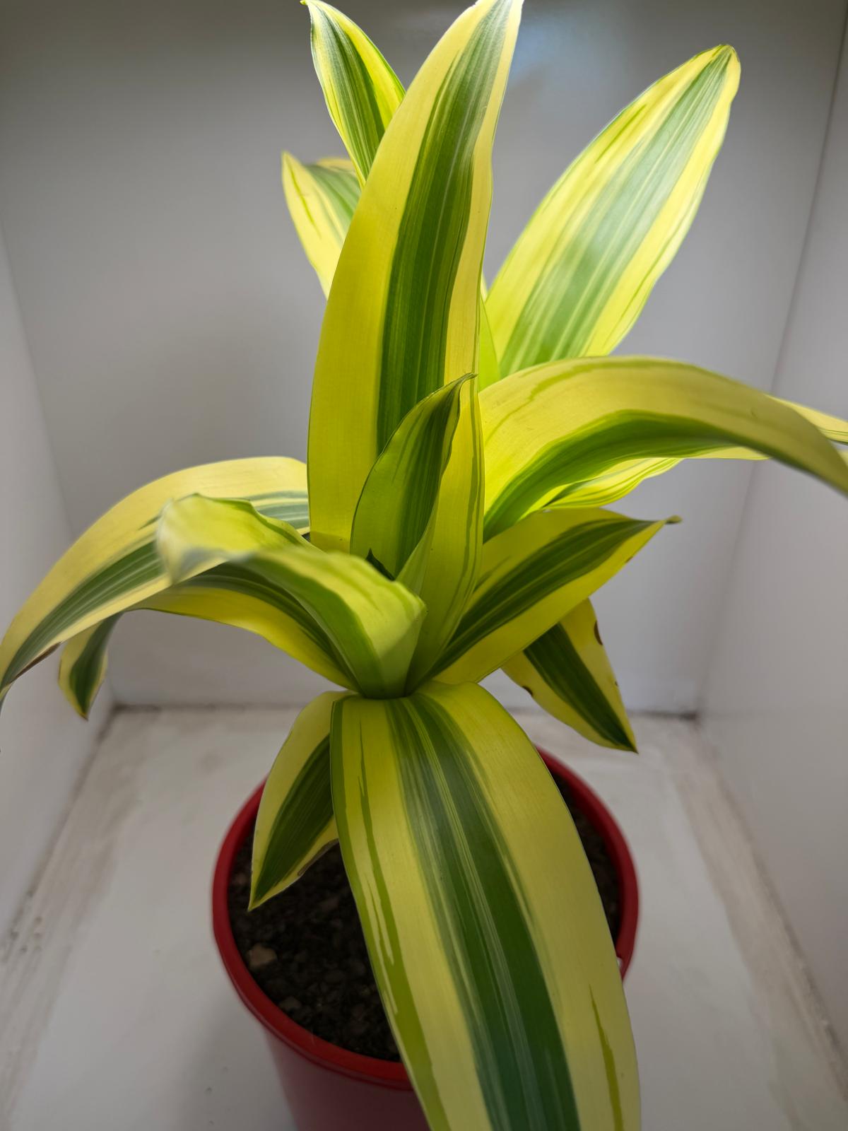 Dracaena fragrans 'Massangeana' (Happy Plant) totem Special
