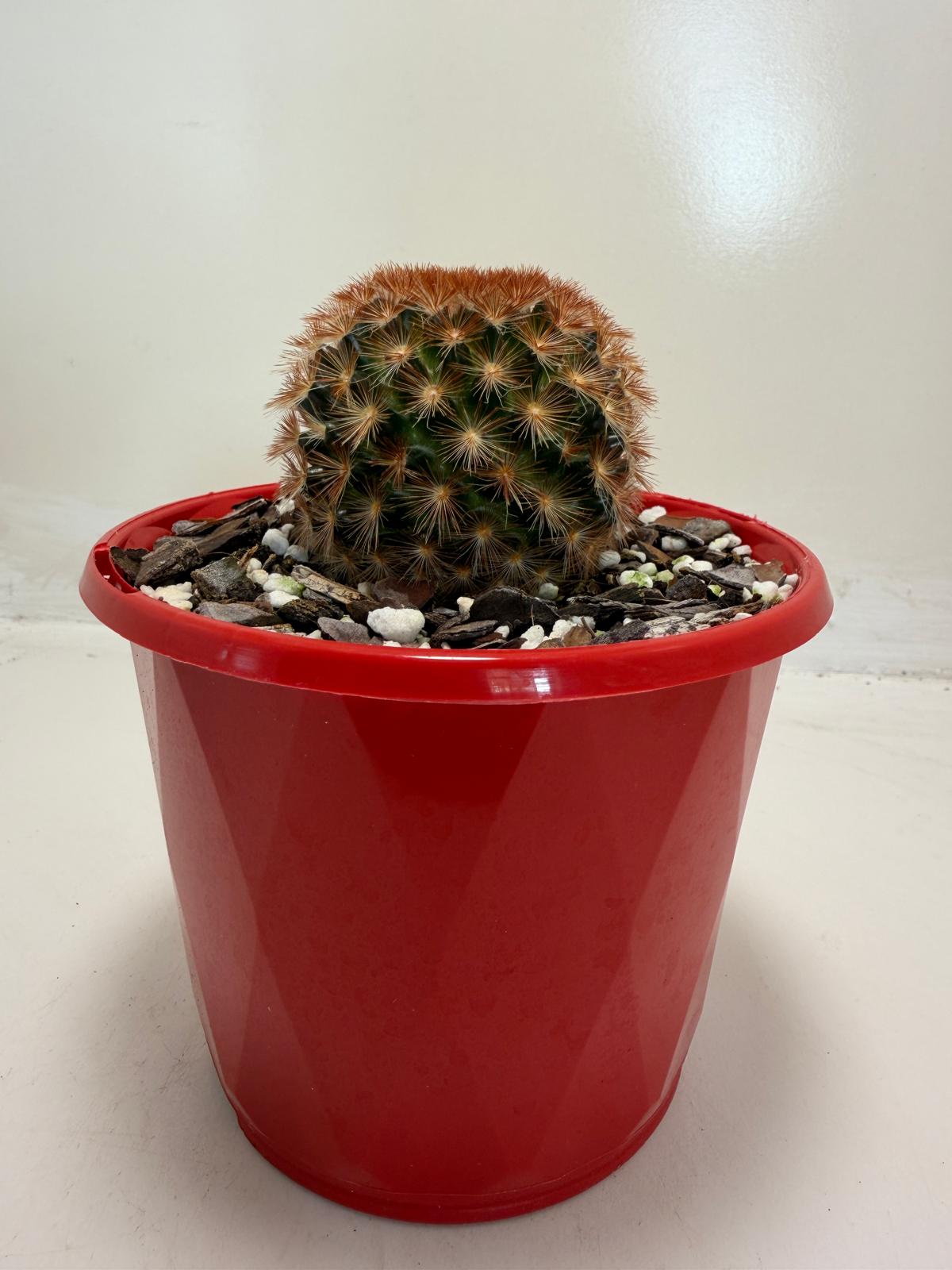 Pin Cushion Cactus