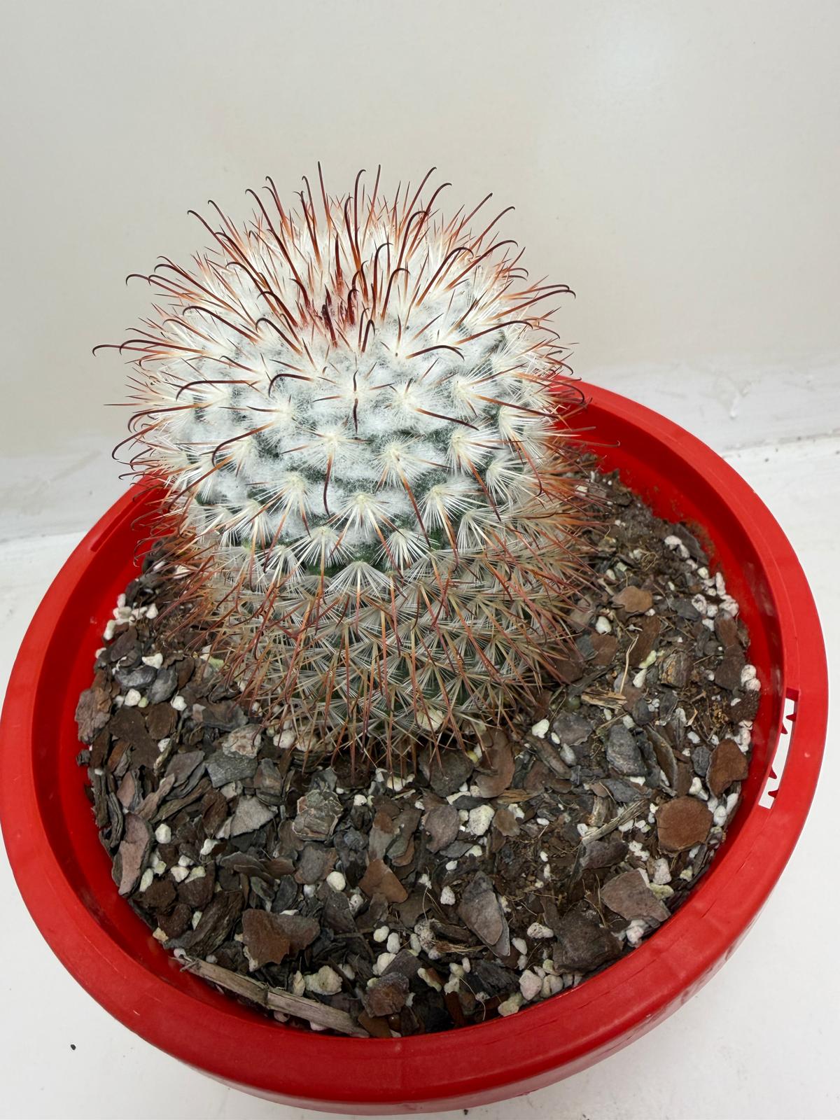 Mammillaria bombycina Clustering Cactus Plant |190mm