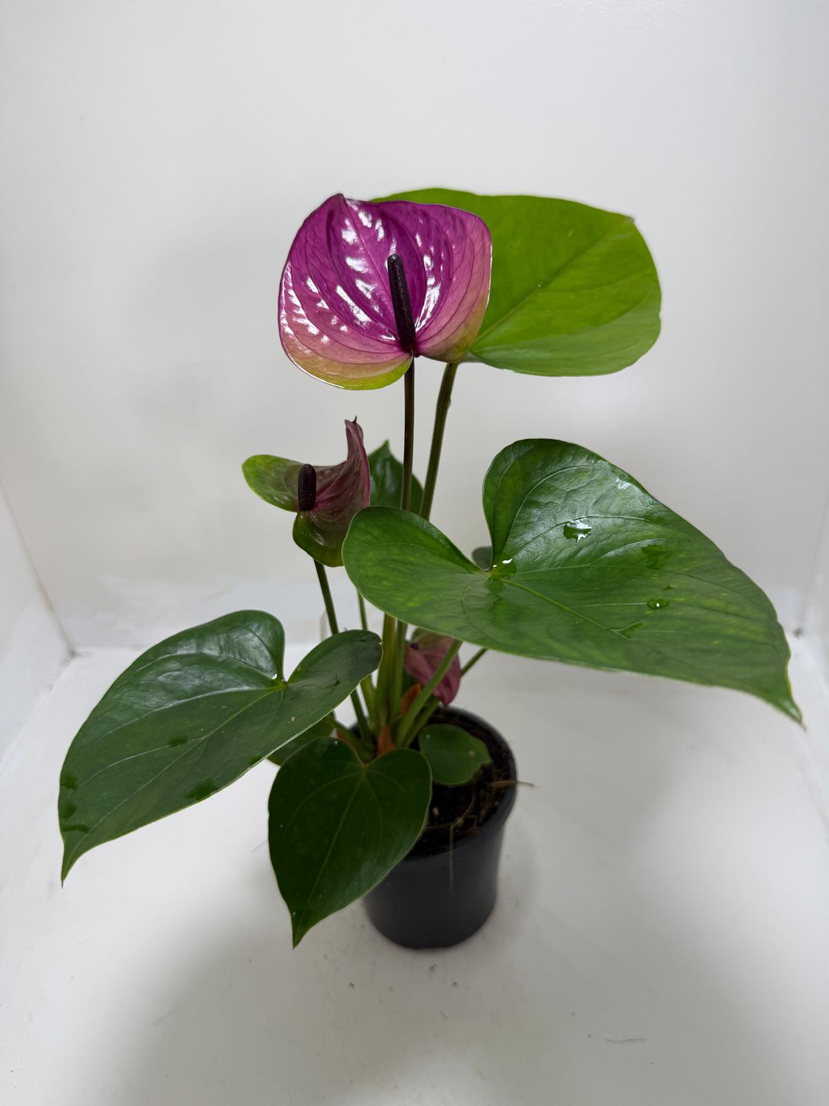 Buy Anthurium Tesoro | Statement Indoor Plant
