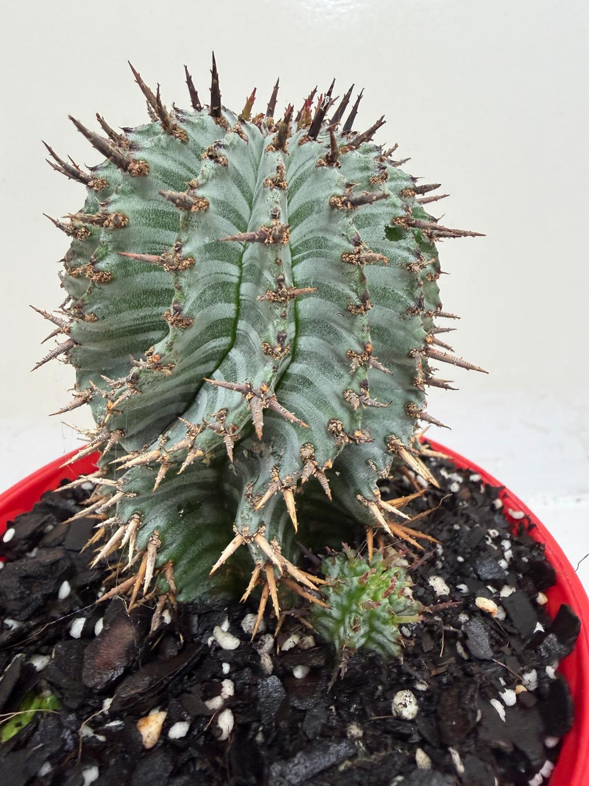 Euphorbia Horrida Striata | Rare & Exotic Plant