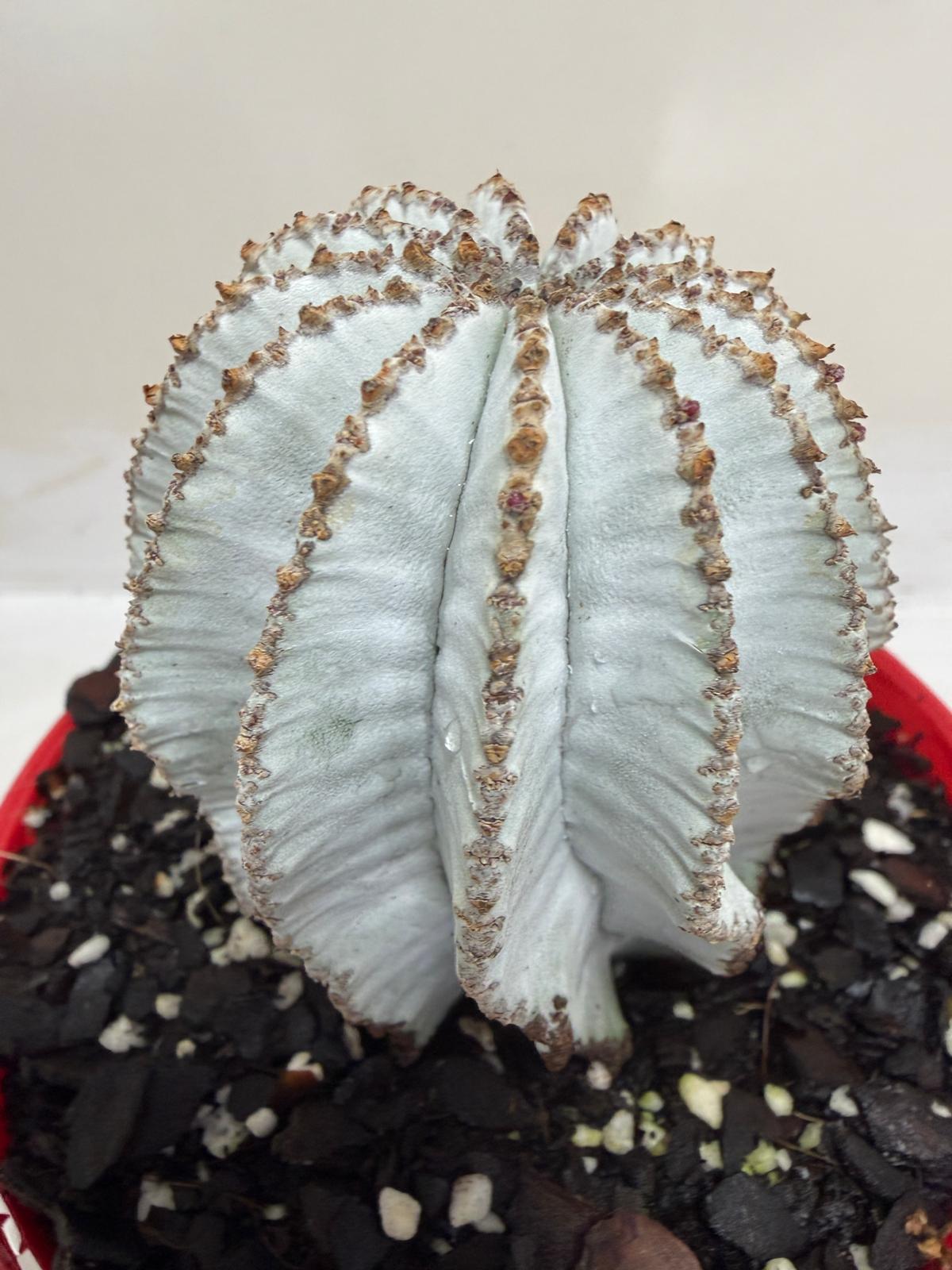 Buy Euphorbia Polygona Snowflake | Rare & Exotic Plant