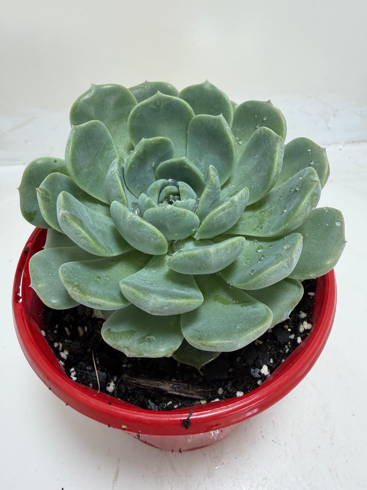 Buy Echeveria Theo | Indoor & Outdoor Plant