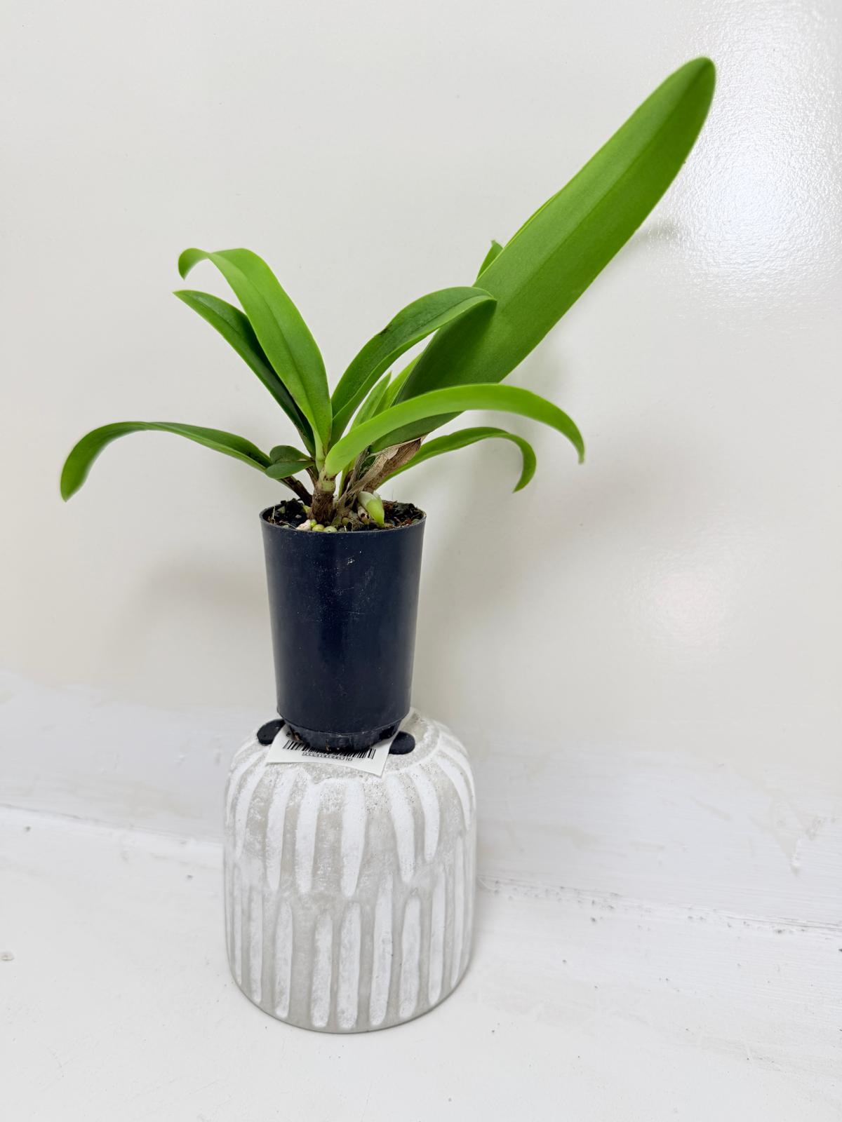 Buy Bl Hawaii Stars Only You | Indoor & Outdoor Plant