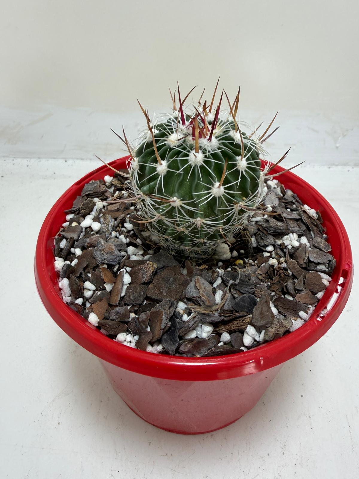 Buy Echinofossulocactus Vaupelianus | Cactus|130mm