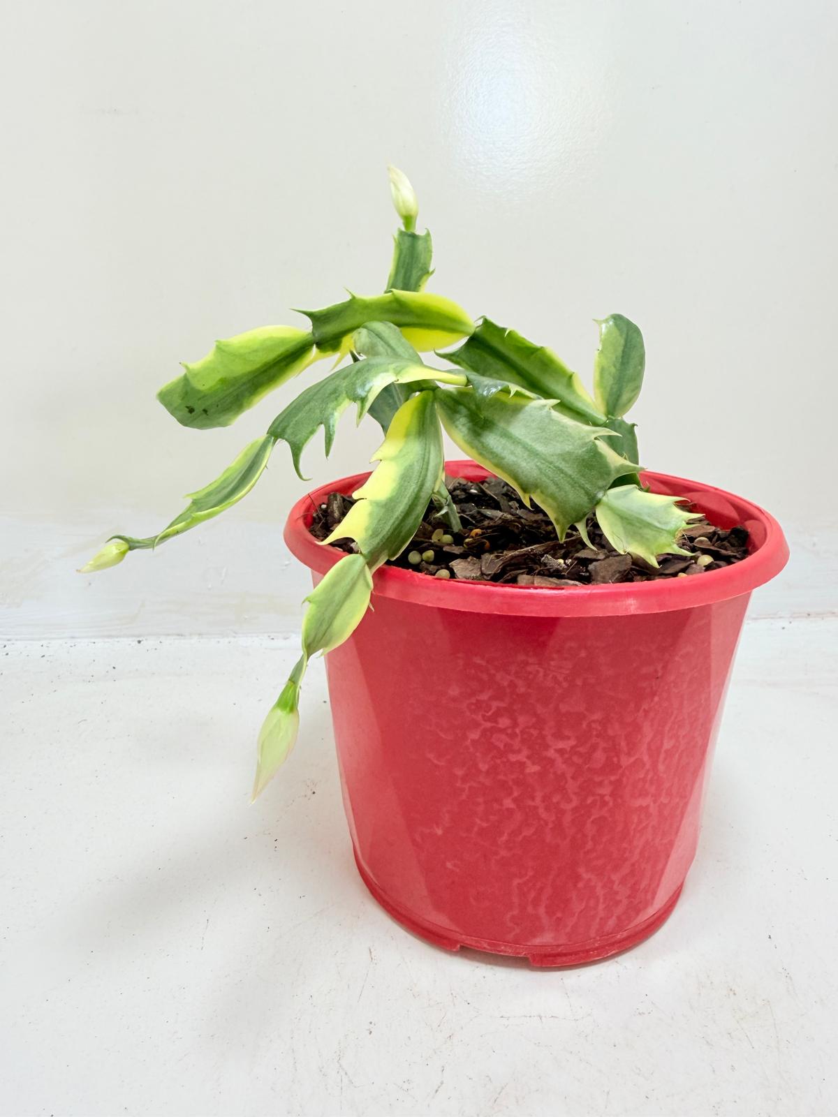 Buy Variegated Zygo Cactus | Rare & Exotic Plant