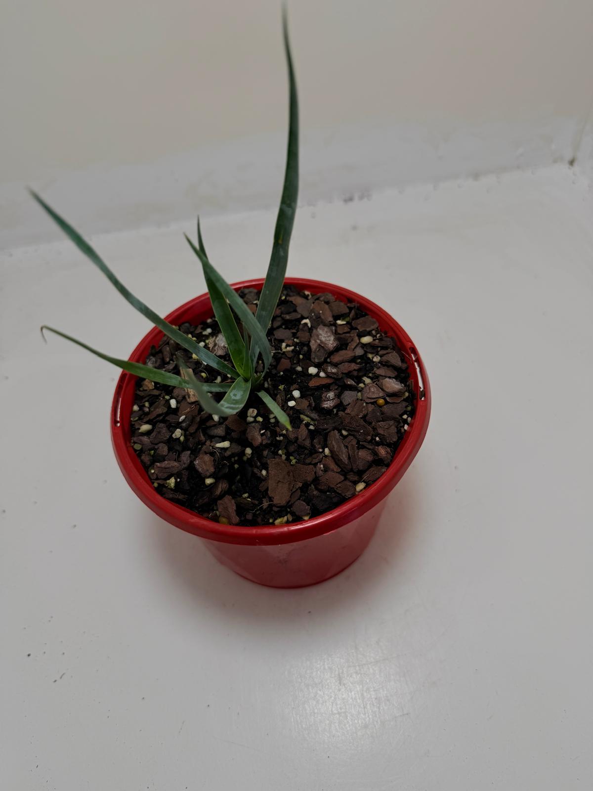 Buy Yucca rostrata Grey Green | Outdoor Feature Plant