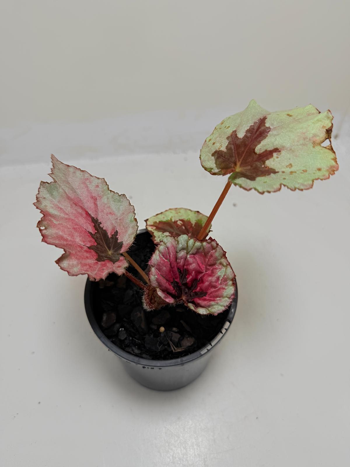 Buy Begonia Roby Slippers | Indoor Decorative Plant