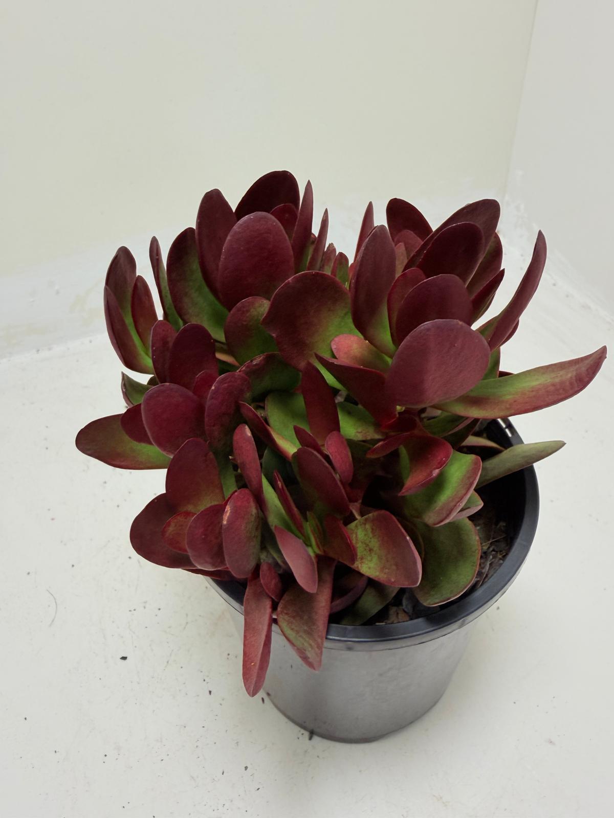 Buy Crassula atropurpurea | Indoor & Outdoor Plant