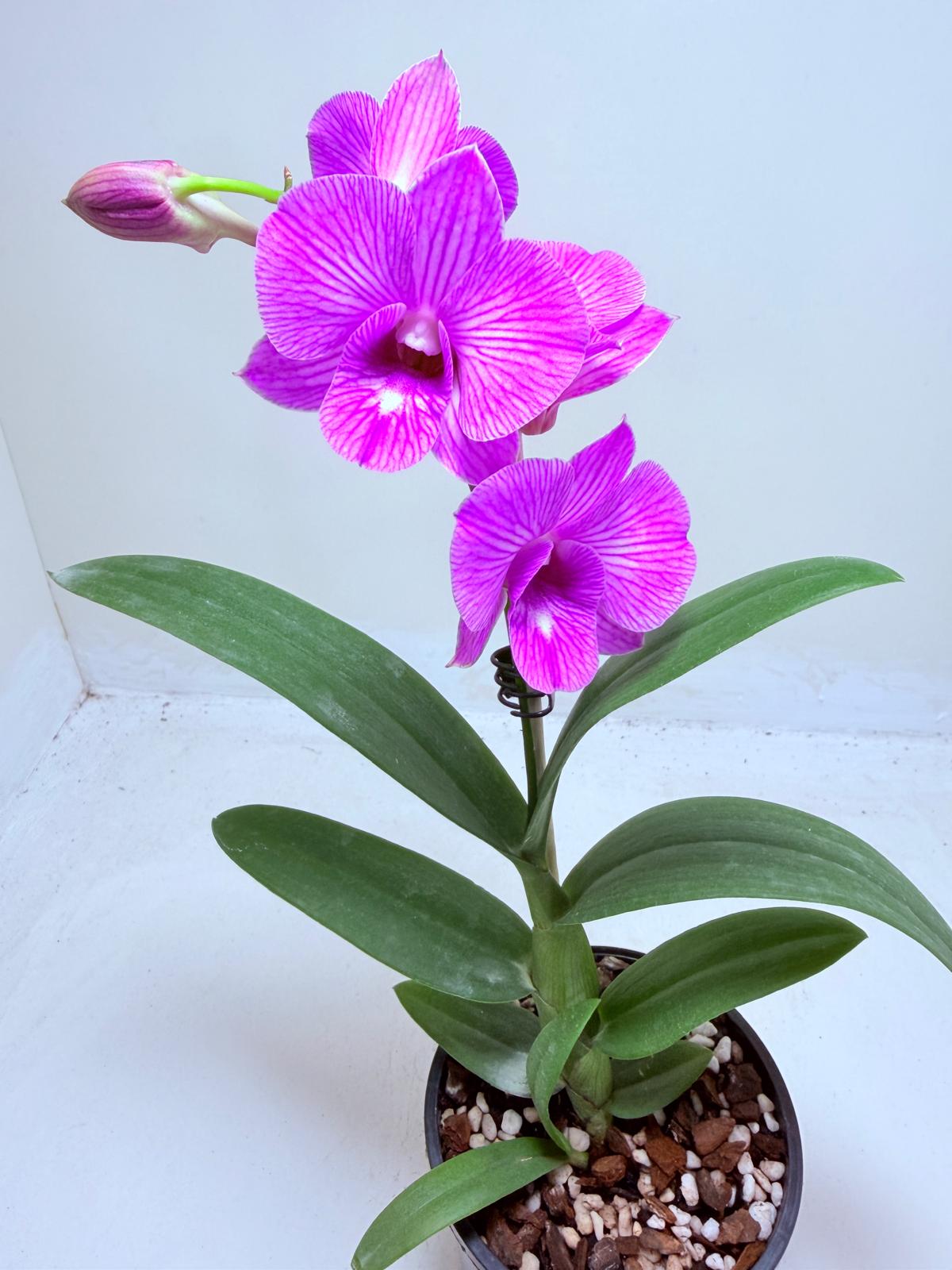 Dendrobium Burana Stripe 100mm