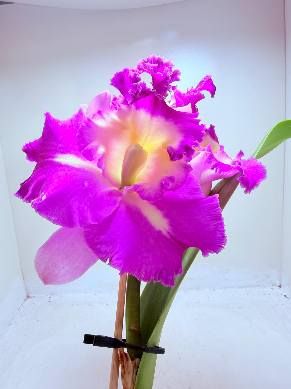Buy Cattleya Rlc. Deception Royal Song ‘Topaz Fully Loaded’ Orchid | Rare Flowering Plant|100mm